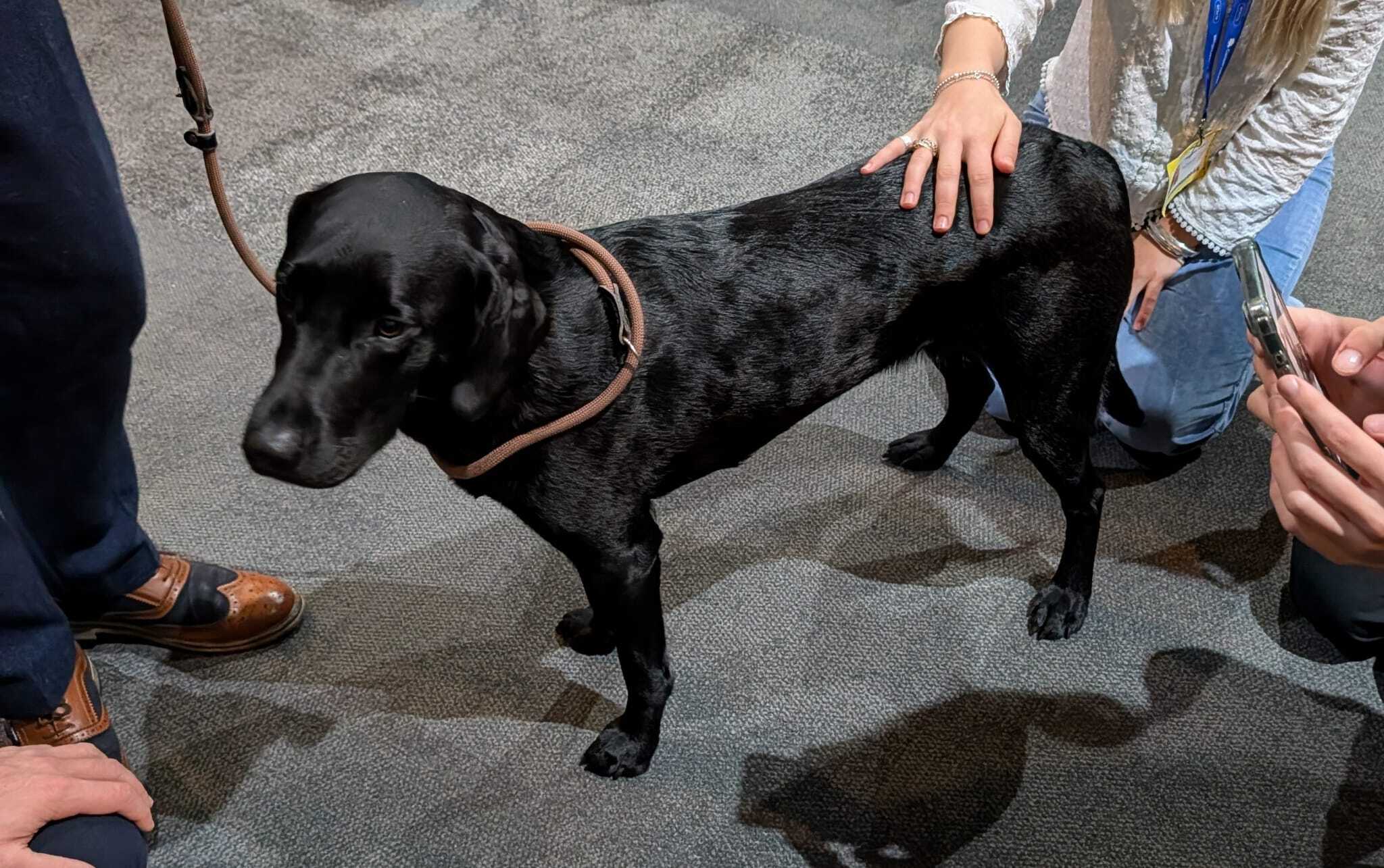 Zuzu, a two-year-old female black labrador, which belongs to Tory chair Kevin Hollinrake
