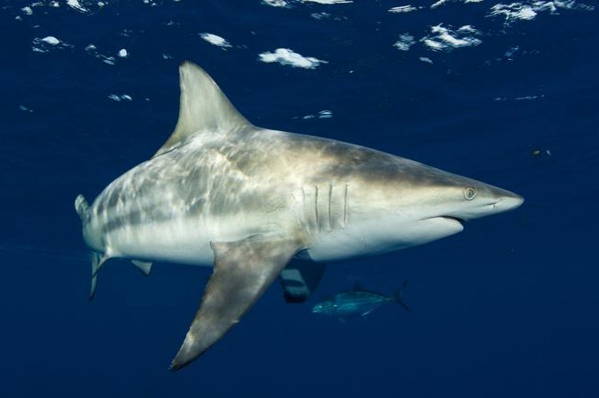 Study debunks common misconception about one of sharks’ biggest weaknesses