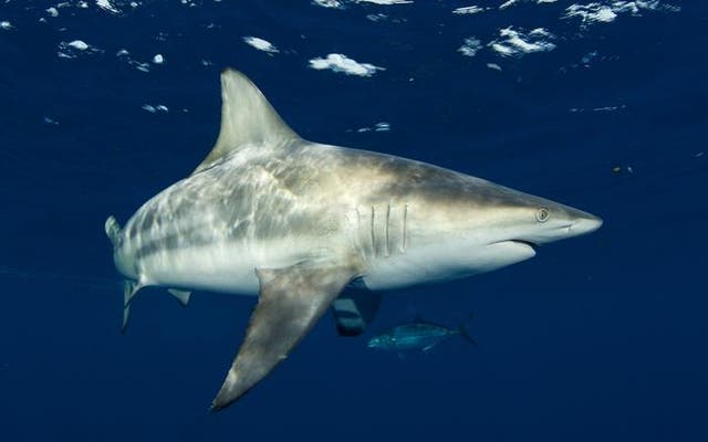 Blacktip sharks offer researchers with rare opportunity to observe free-swimming sharks in clear, shallow waters off southeast Florida
