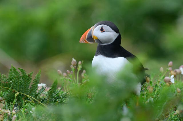 Puffins will feature on the new banknotes.
