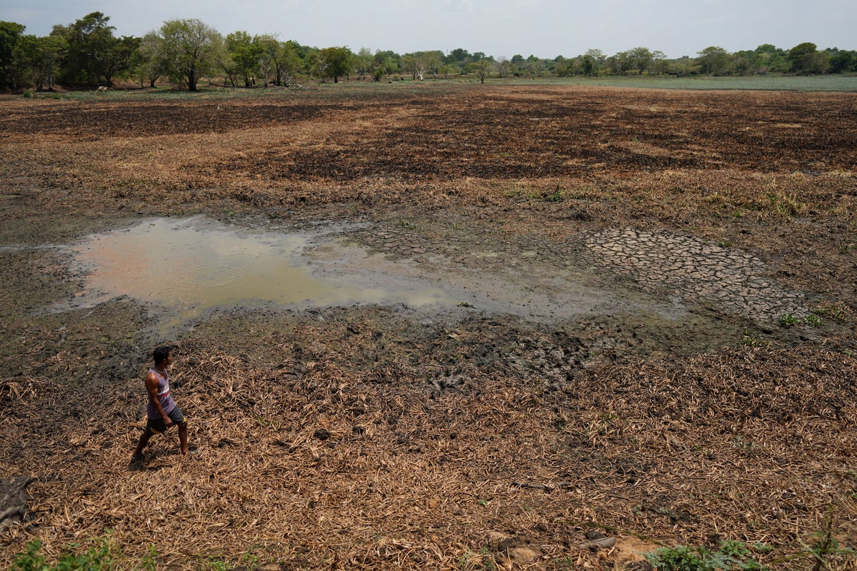 Sri Lanka enfrenta una sequía prolongada que vacía pozos y amenaza la vida silvestre