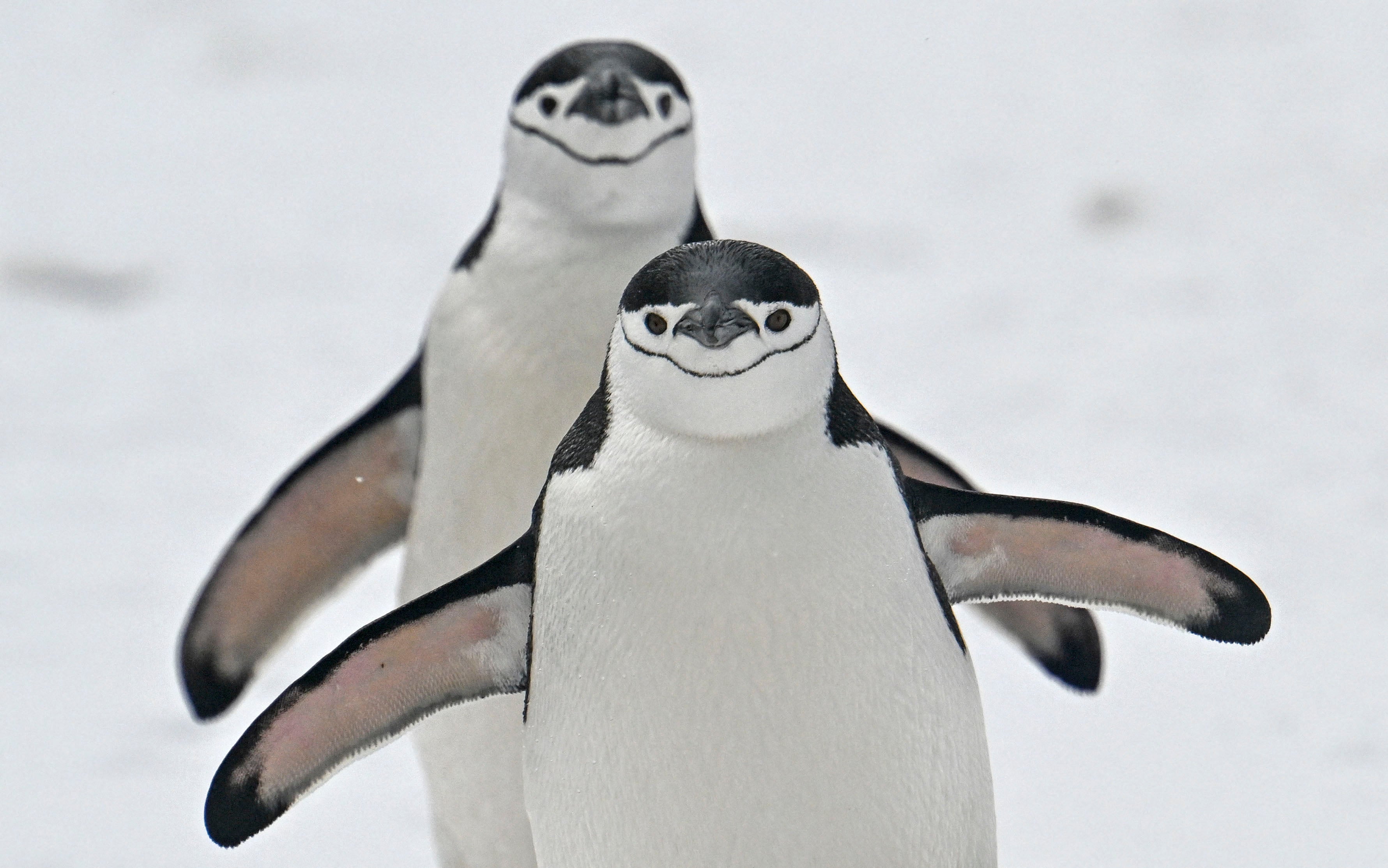 Chinstrap penguins on Deception Island in the western Antarctic Peninsula