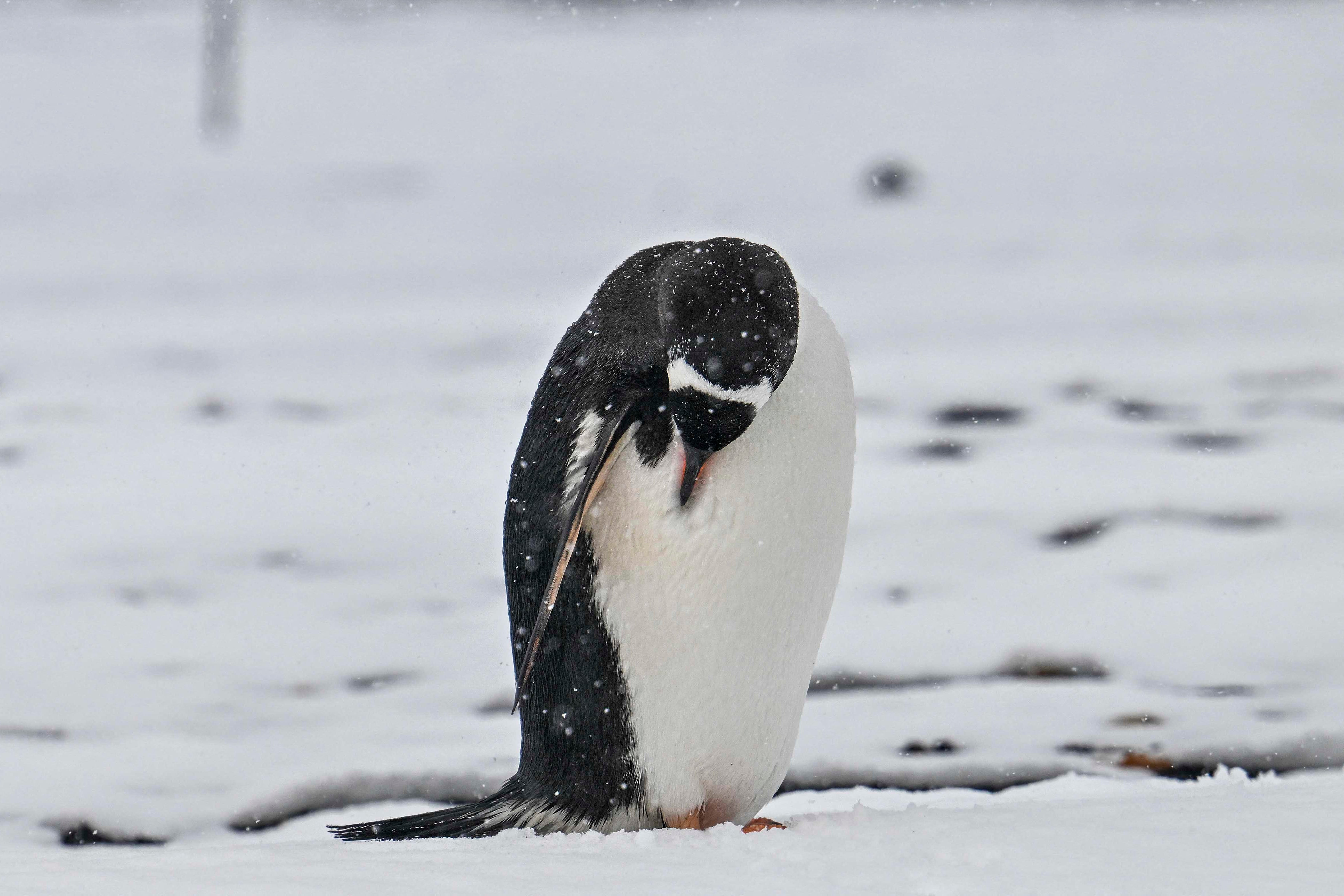 independent.co.uk - Stuti Mishra - World's largest penguin colony loses two-thirds of its population