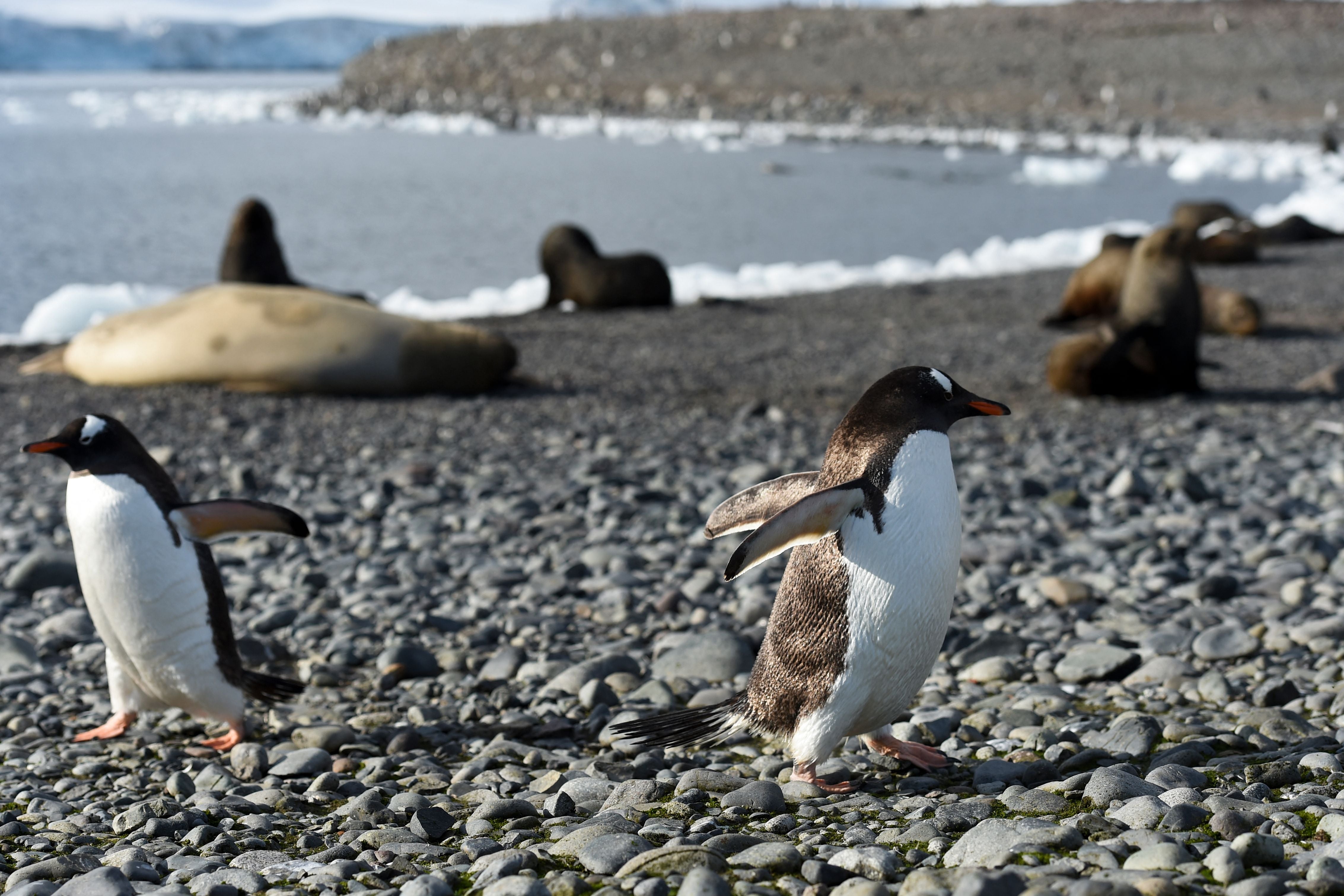 Gentoo penguins and seals at the Yankee Harbour in the South Shetland Islands, Antarctica, on 6 March 2016