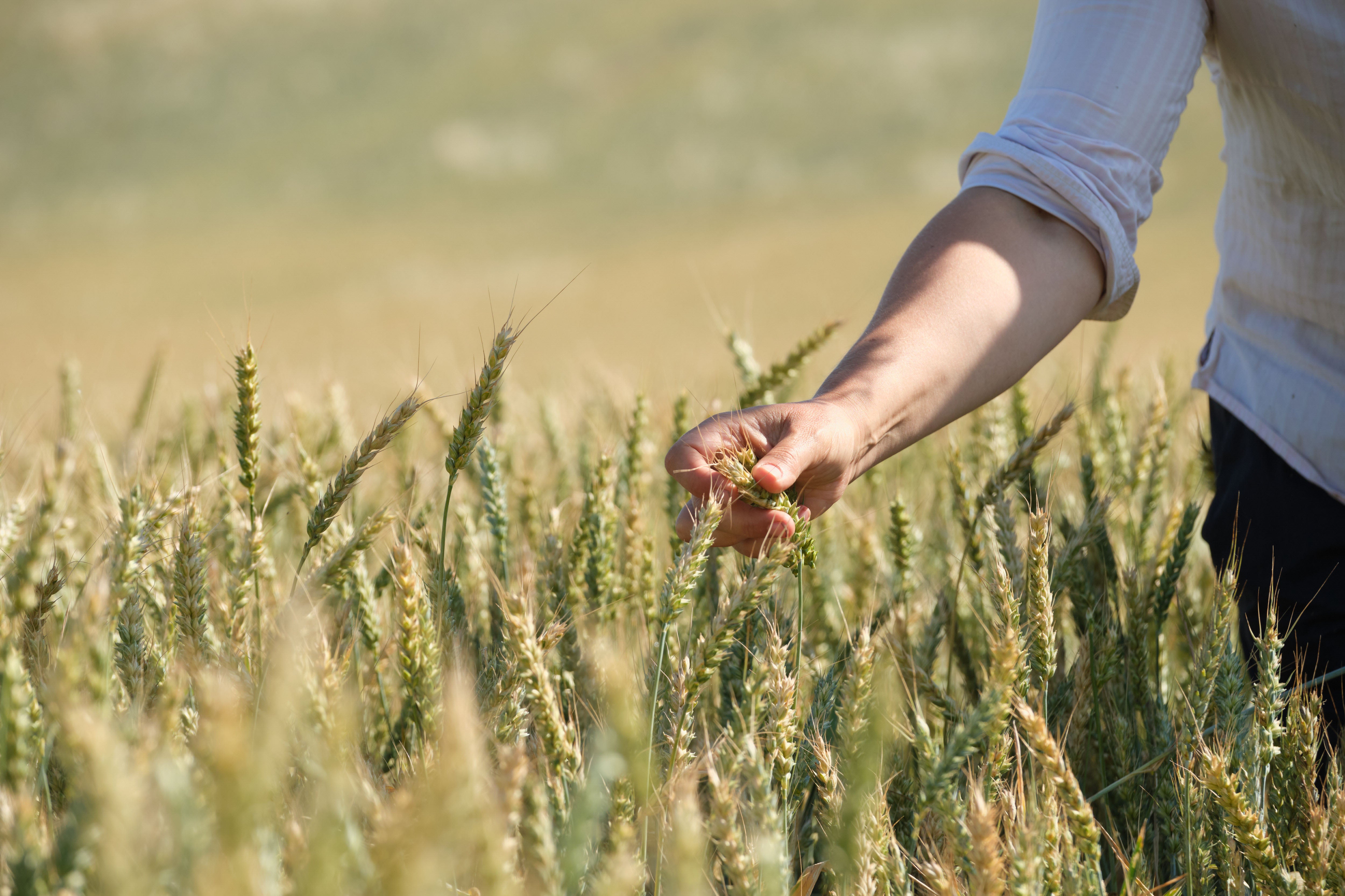 By planting living cover crops, the farm has naturally improved nutrient cycling
