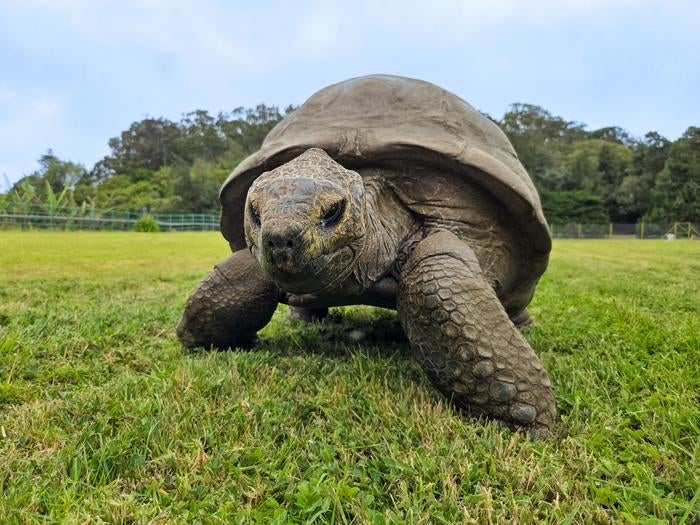 Study of 194‑year‑old tortoise reveals DNA traits linked to longevity
