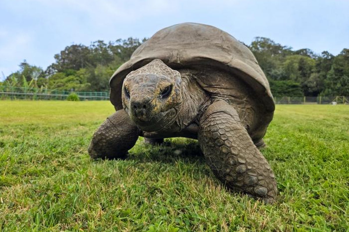 Study of 194‑year‑old tortoise reveals DNA traits linked to longevity