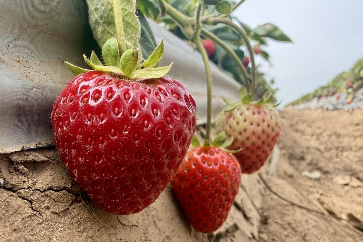 Strawberry farmer hopes steam holds the key to healthy soil and a better crop