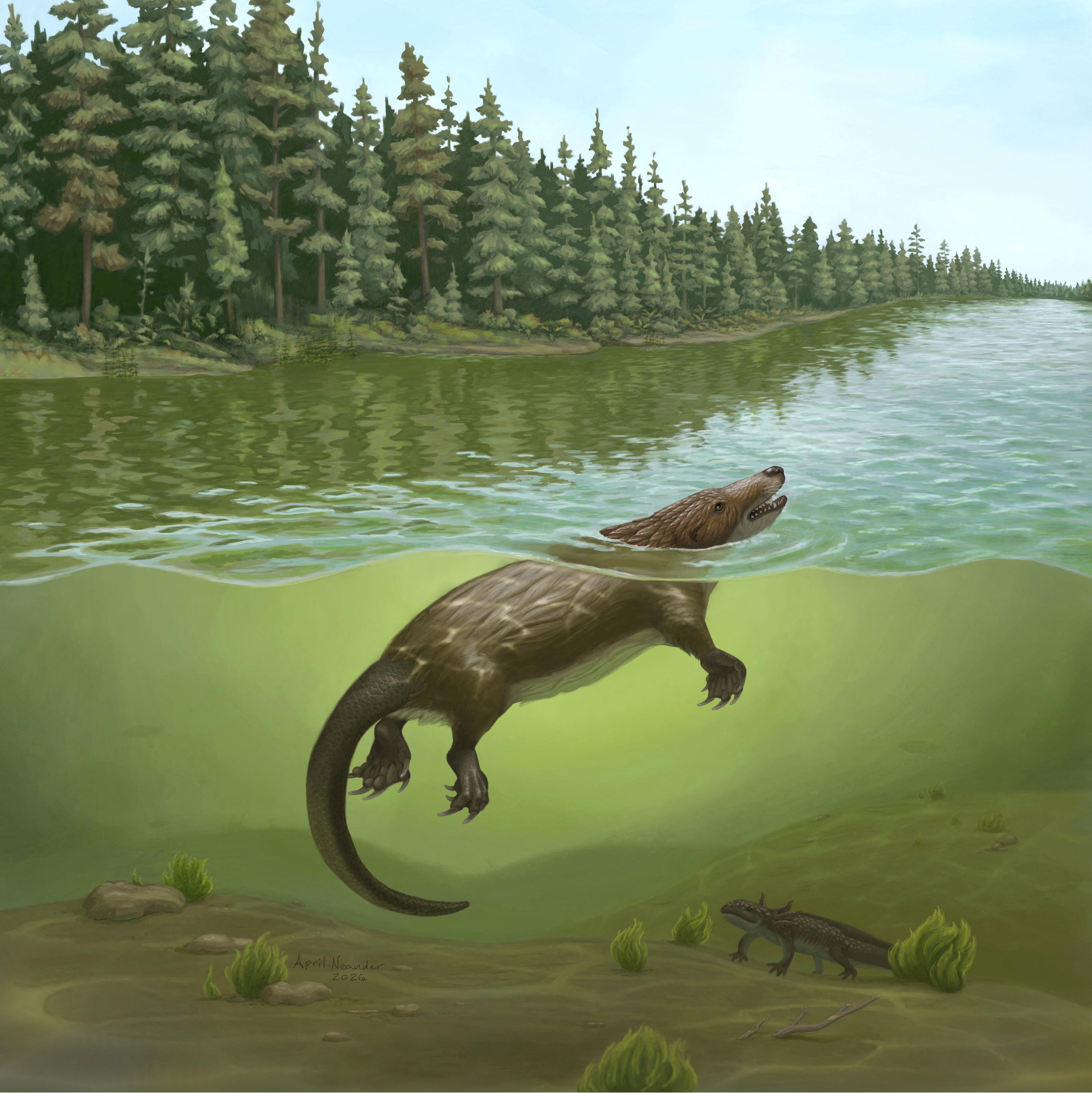 An artist’s reconstruction of Megacauda, a primitive mammal that lived about 165 million years ago during the Jurassic Period in China, which had strong hind limbs and a broad tail for swimming, in this handout illustration released on October 7, 2026