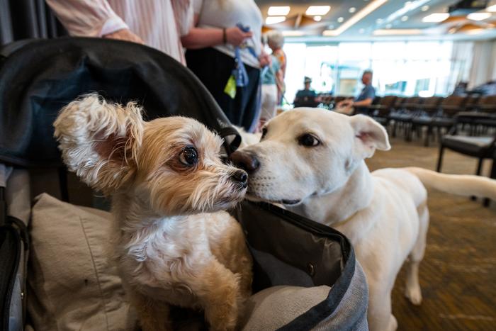 Researchers say they have uncovered the first compelling molecular explanation of why large dogs live shorter lives