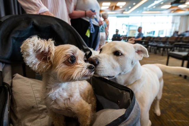 Researchers say they have uncovered the first compelling molecular explanation of why large dogs live shorter lives