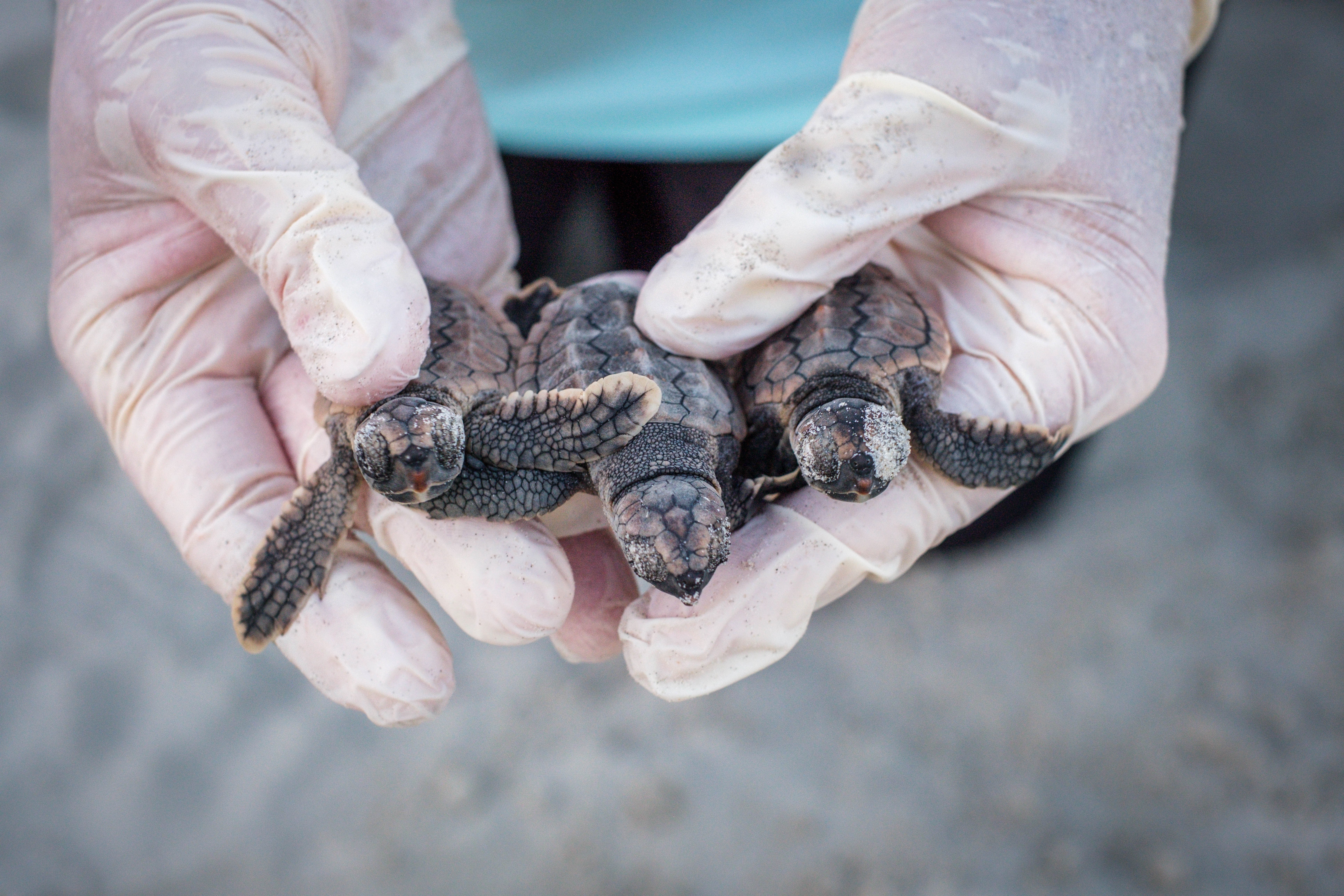Peek inside Georgia’s record-setting sea turtle nesting season | The ...