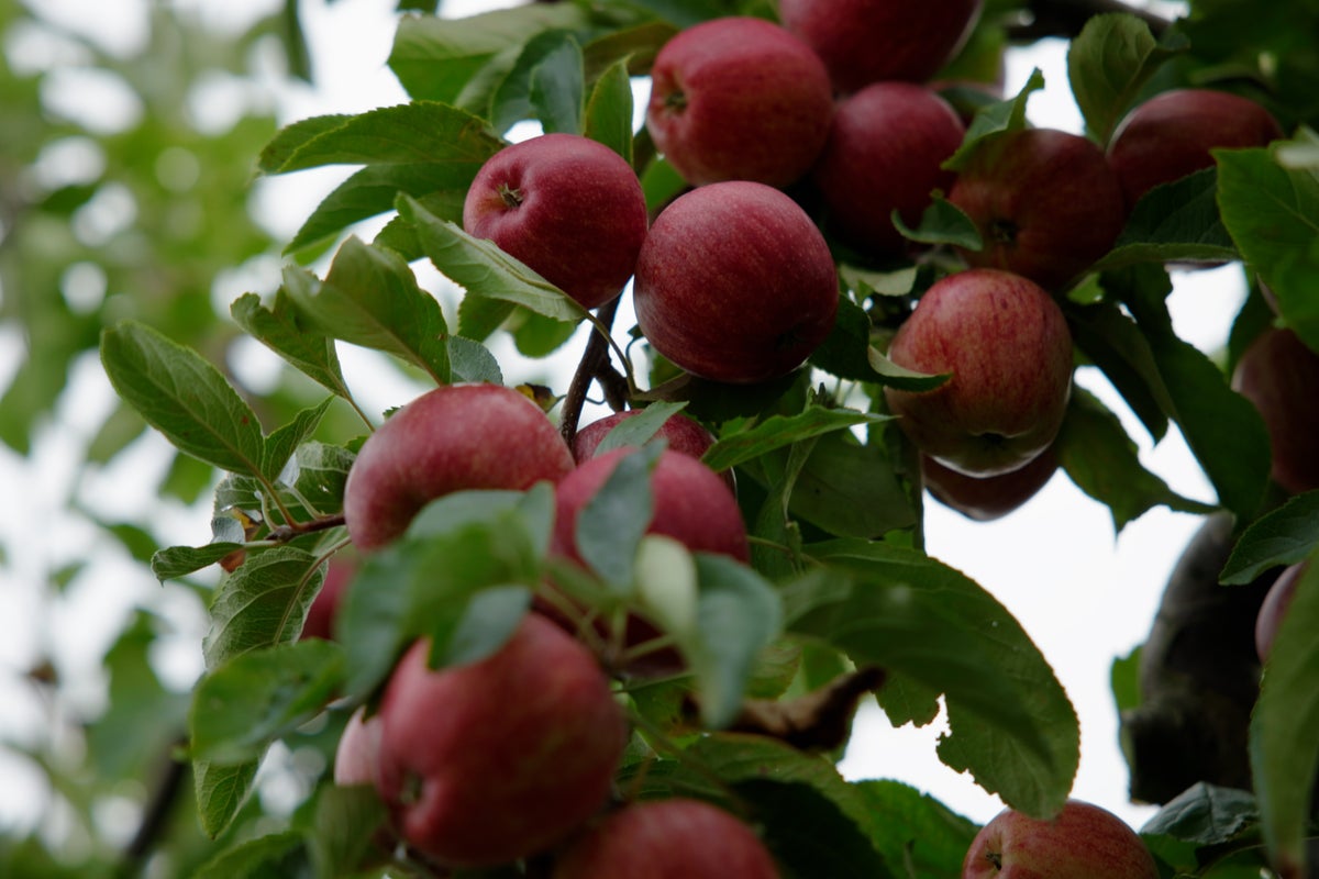 Rooted in change: How British farmers are growing for the future 