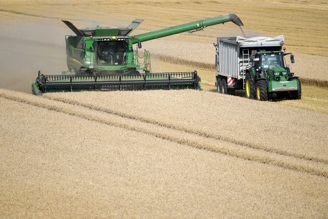 Wheat producers in northern Europe are particularly vulnerable to STB (Joe Giddens/PA)