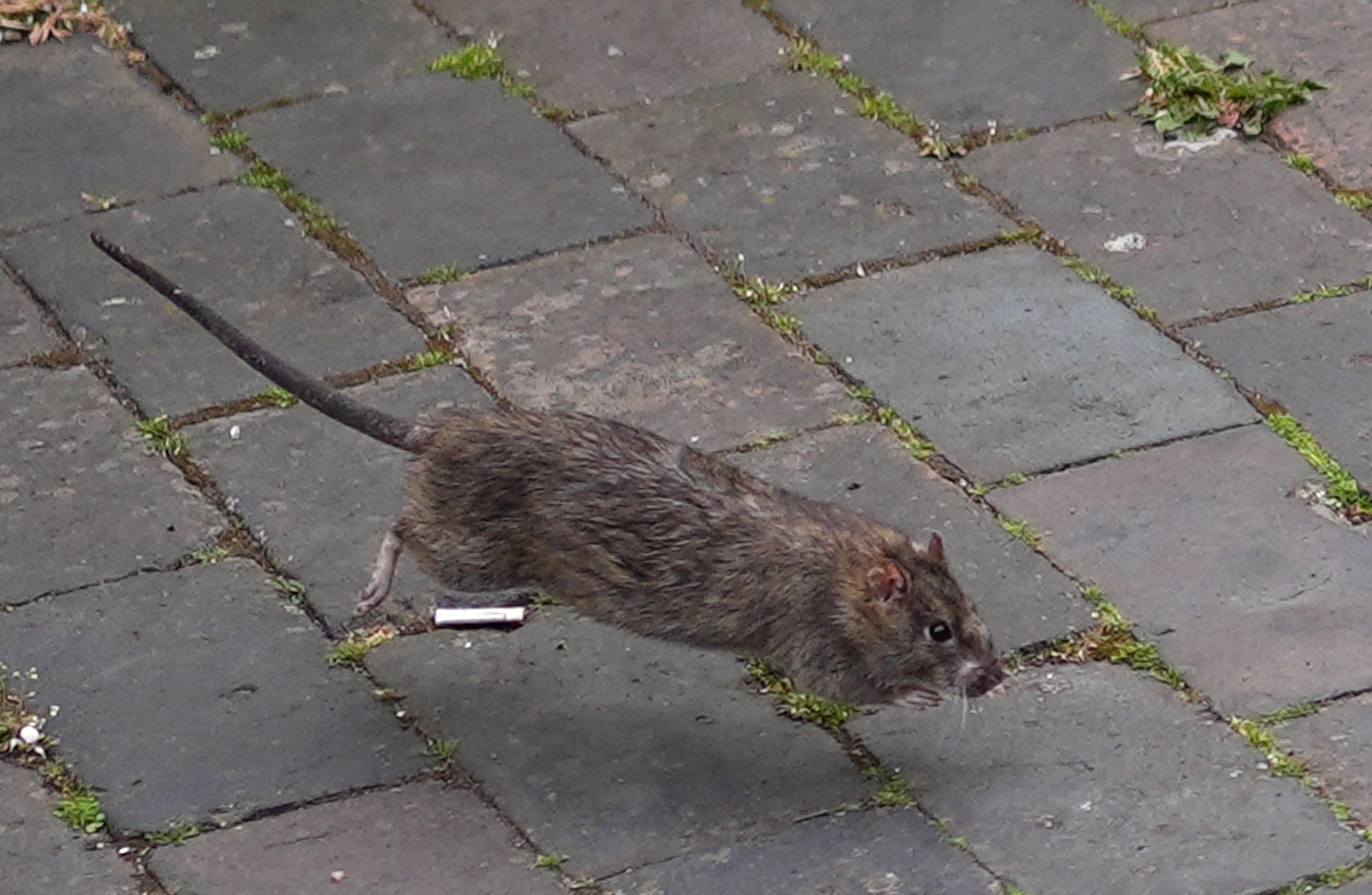 Brits issued rat and mice infestation warning after warm weather | The ...