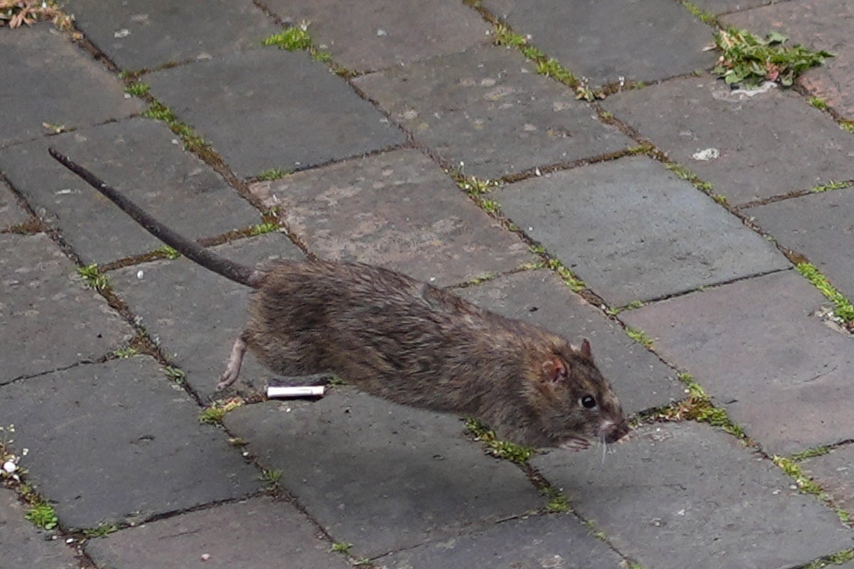Rat As Rabit Brits issued rat and mice infestation warning after warm weather | The ...
