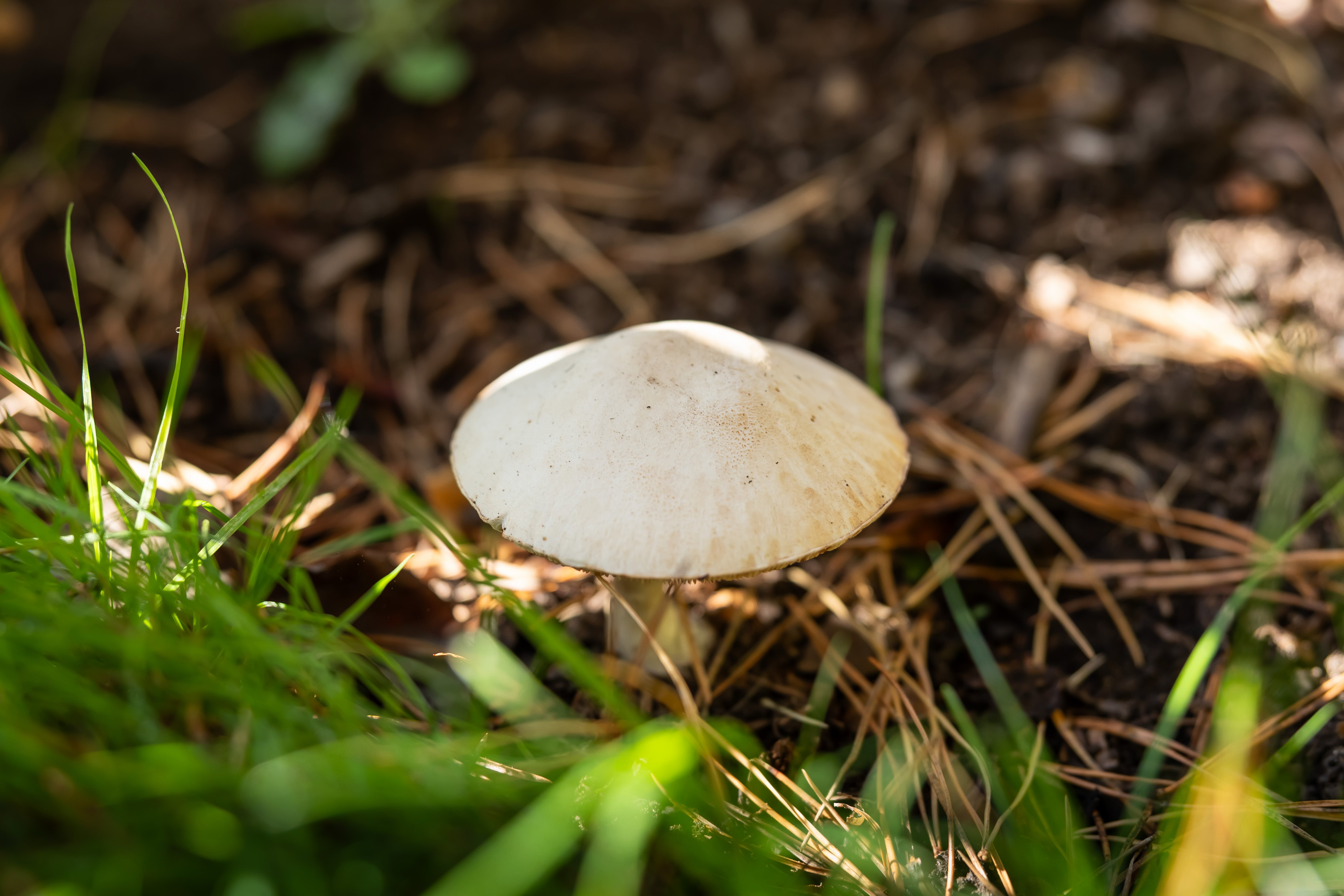 A white dapperling mushroom at RHS Garden Wisle