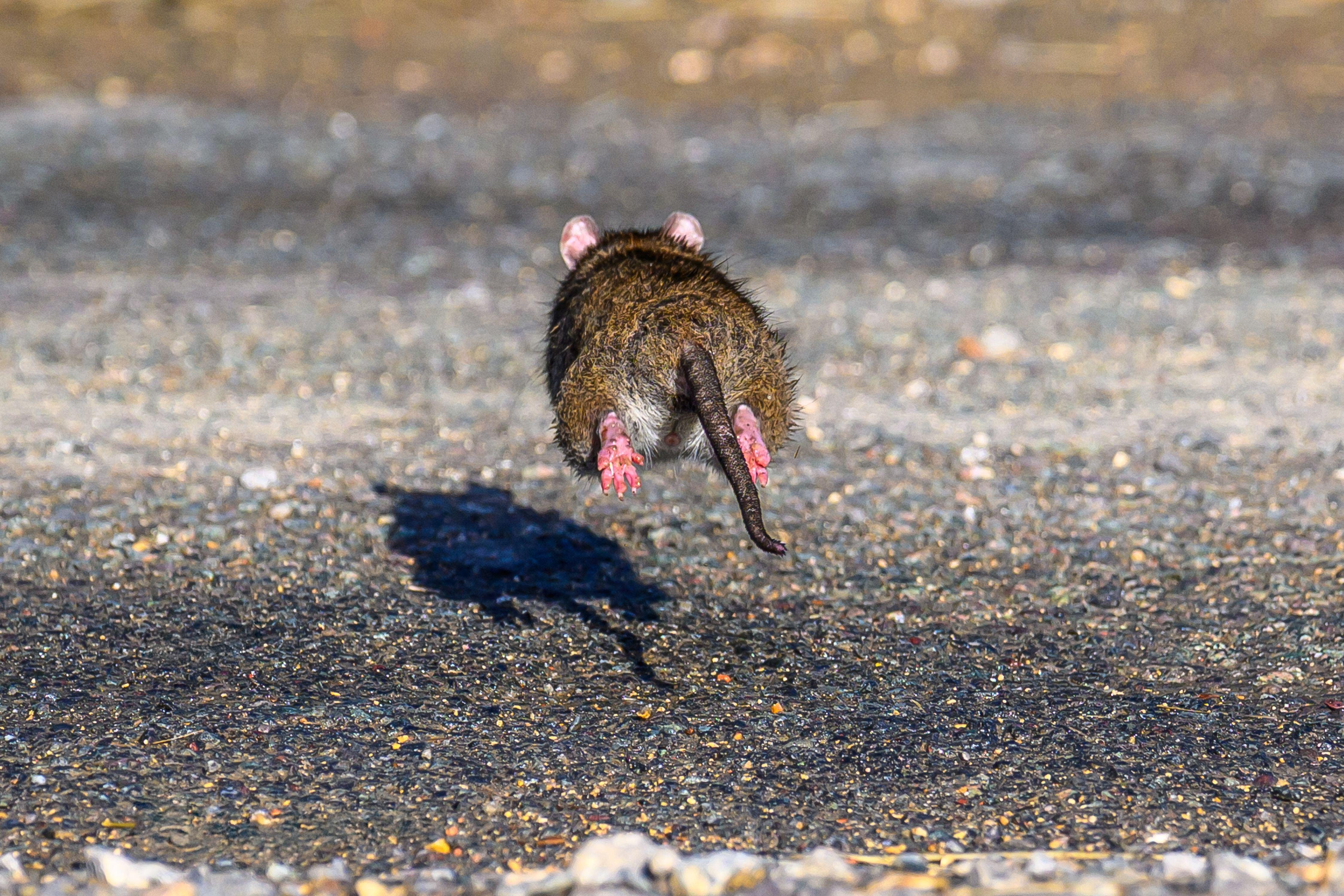 Direct Line Landlord Insurance said rodent-related claims made under landlord emergency cover spiked by 57 per cent between September and October 2025
