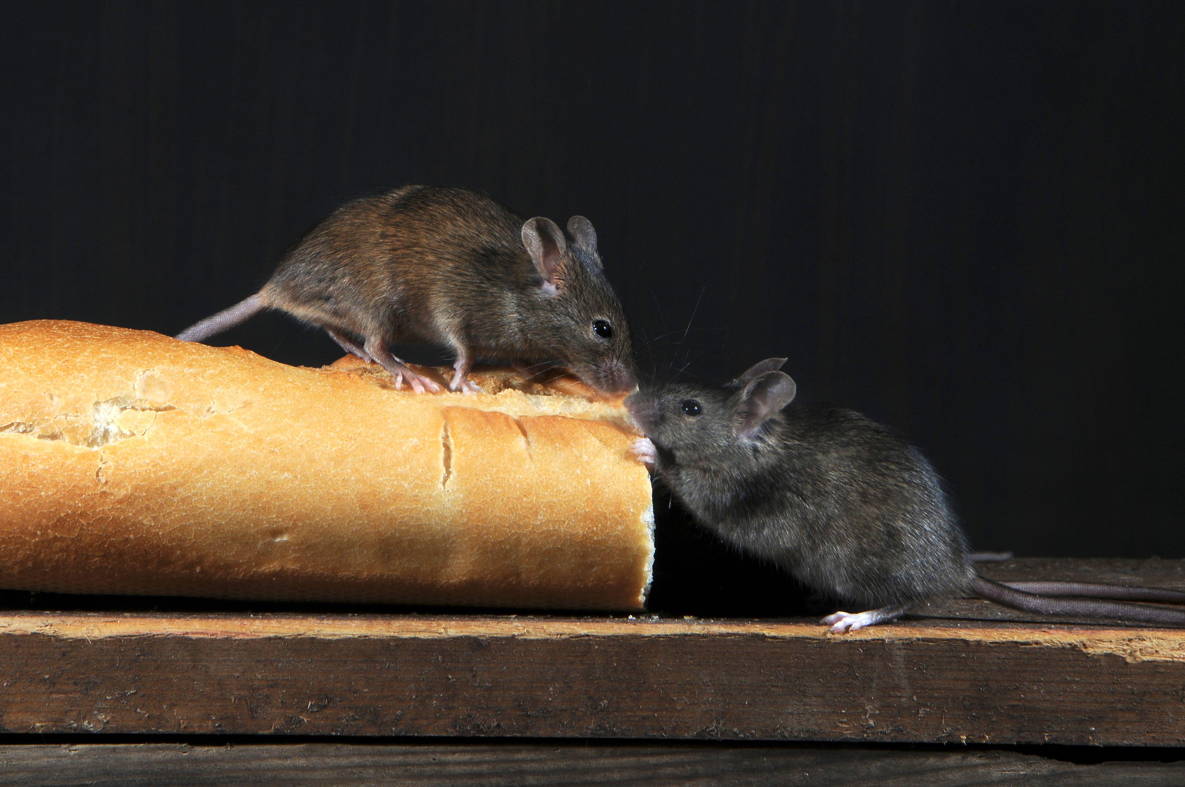 Experts say keeping food stored securely and clearing away crumbs and spillages quickly can help prevent infestations