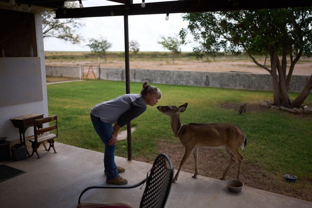 Laura Allen visits with a deer that regularly visits her home on her ranch, Friday, Sept. 25, 2026, in Comstock, Texas. (AP Photo/John Locher)