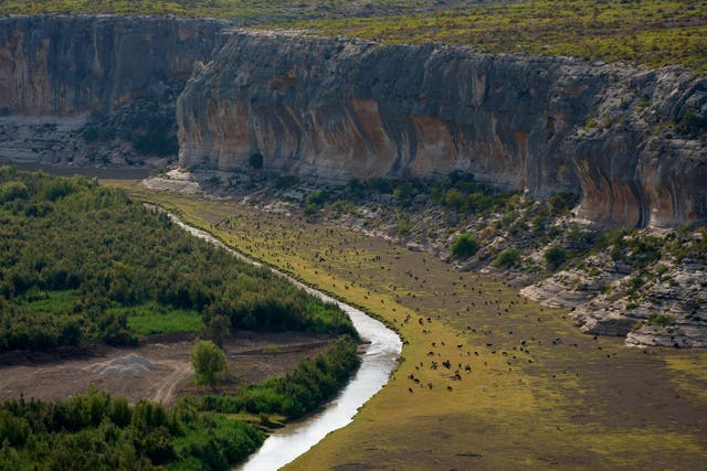 Goats graze along the Pecos river near it's confluence with the Rio Grande river at the border with Mexico, Friday, Sept. 25, 2026, near Comstock, Texas. (AP Photo/John Locher)