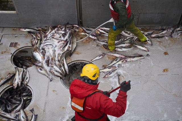 Over a four-day trip aboard the F/V Progress, the vessel caught around 210 chum salmon