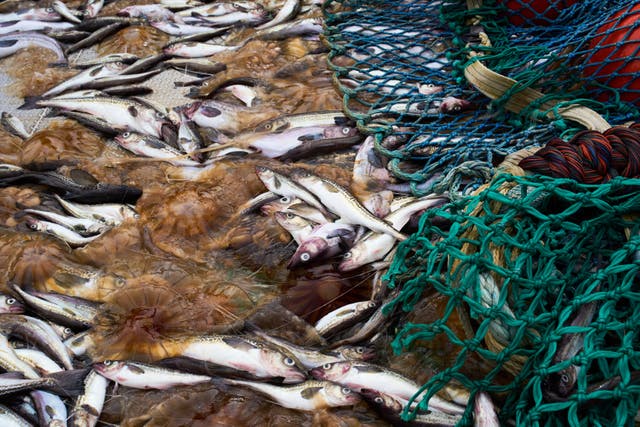 ‘We have this big void in our lives right now,’ said Brooke Woods, a Koyukon Alaska Native, mother of six and commissioner for the Yukon River Inter-Tribal Fish Commission