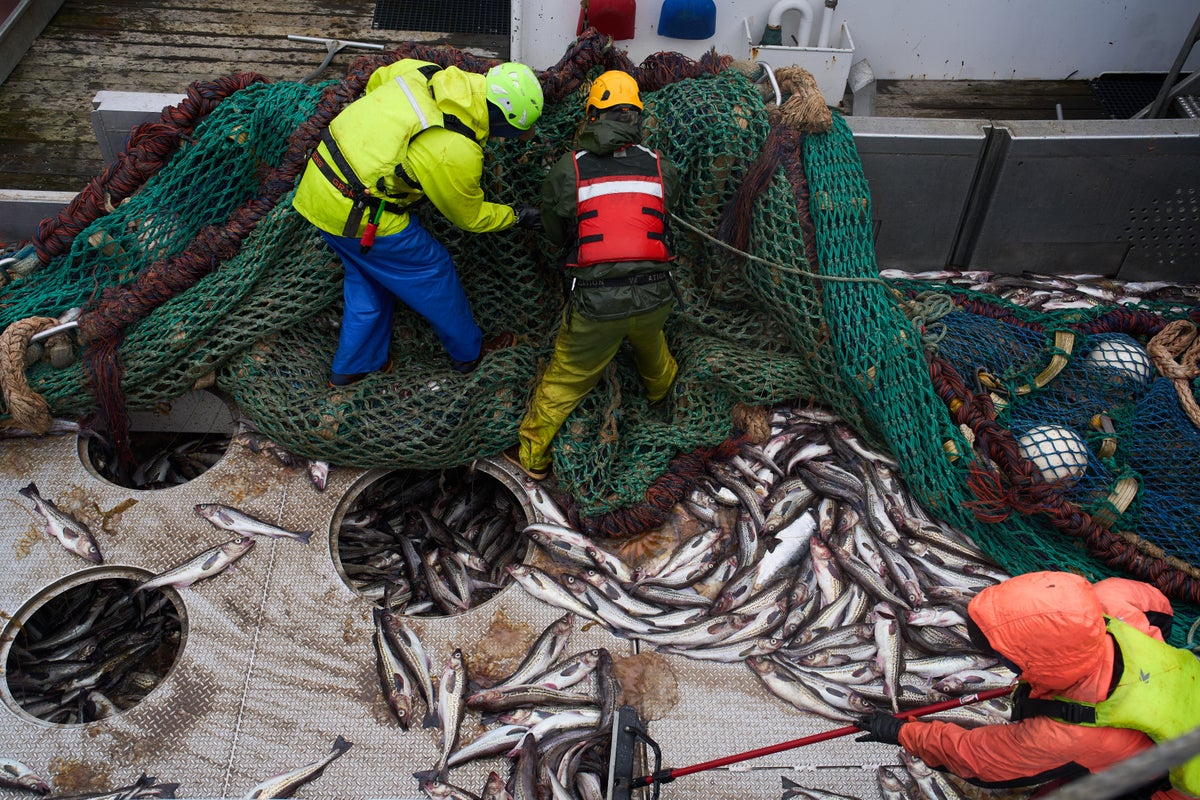 Alaska pollock fishery faces criticism over salmon bycatch, AP report shows