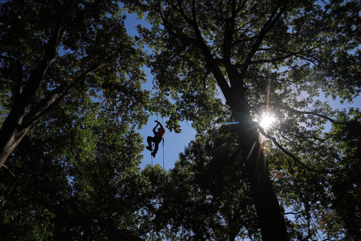 Arborists compete in 50th International Tree Climbing Championship in St. Louis