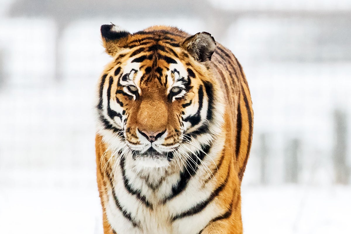 Man dies after entering tiger enclosure at Yorkshire zoo