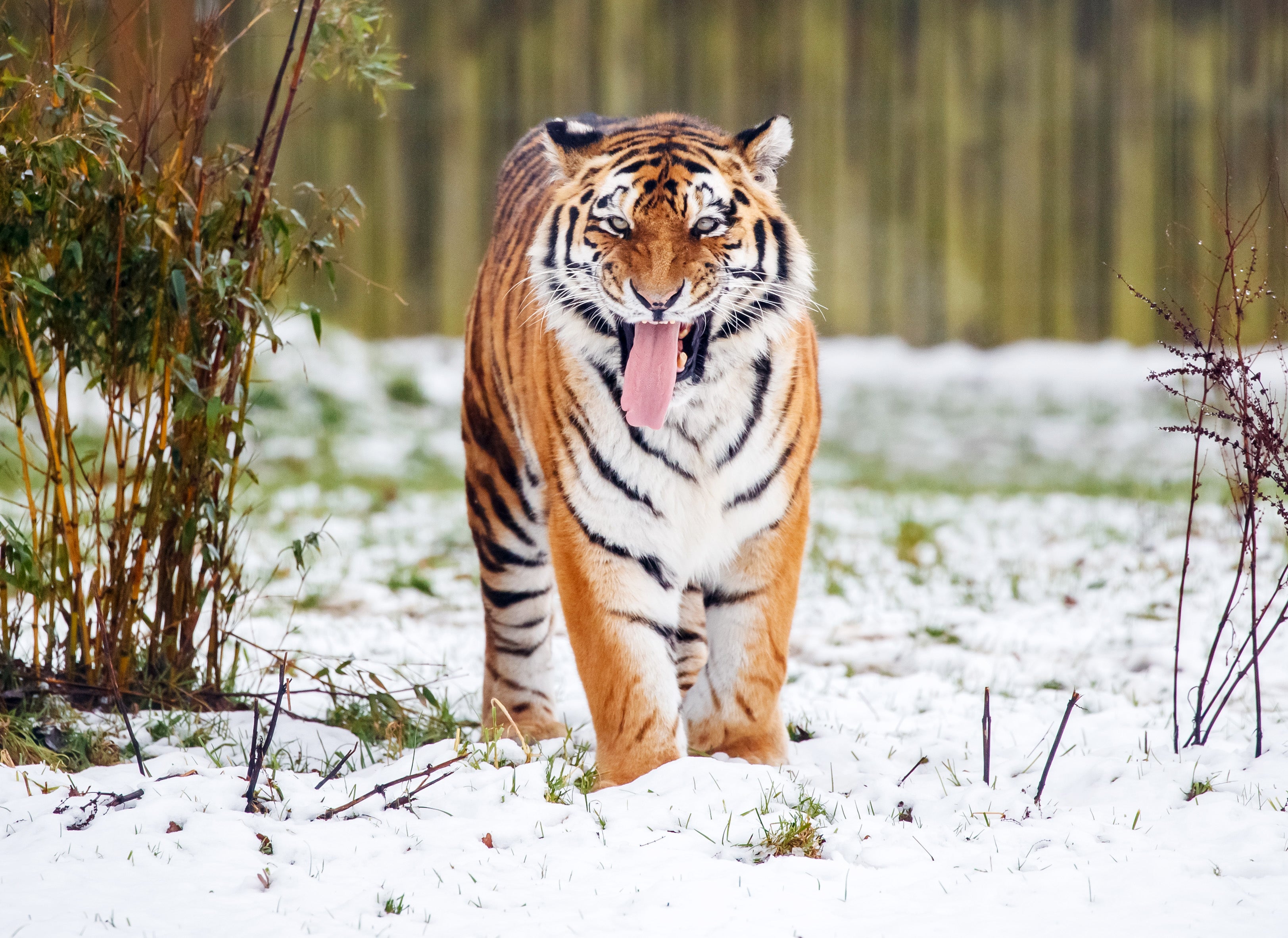 Why killing wild animals that attack humans is sometimes justified, and sometimes not