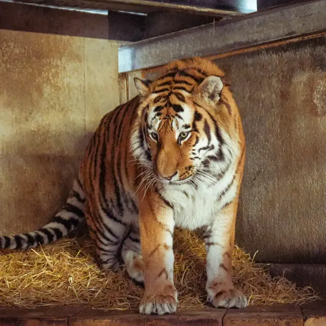 Altai the tiger will not be euthanised following the attack, zookeepers said