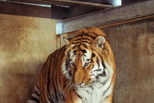 Altai will not be euthanised following the attack