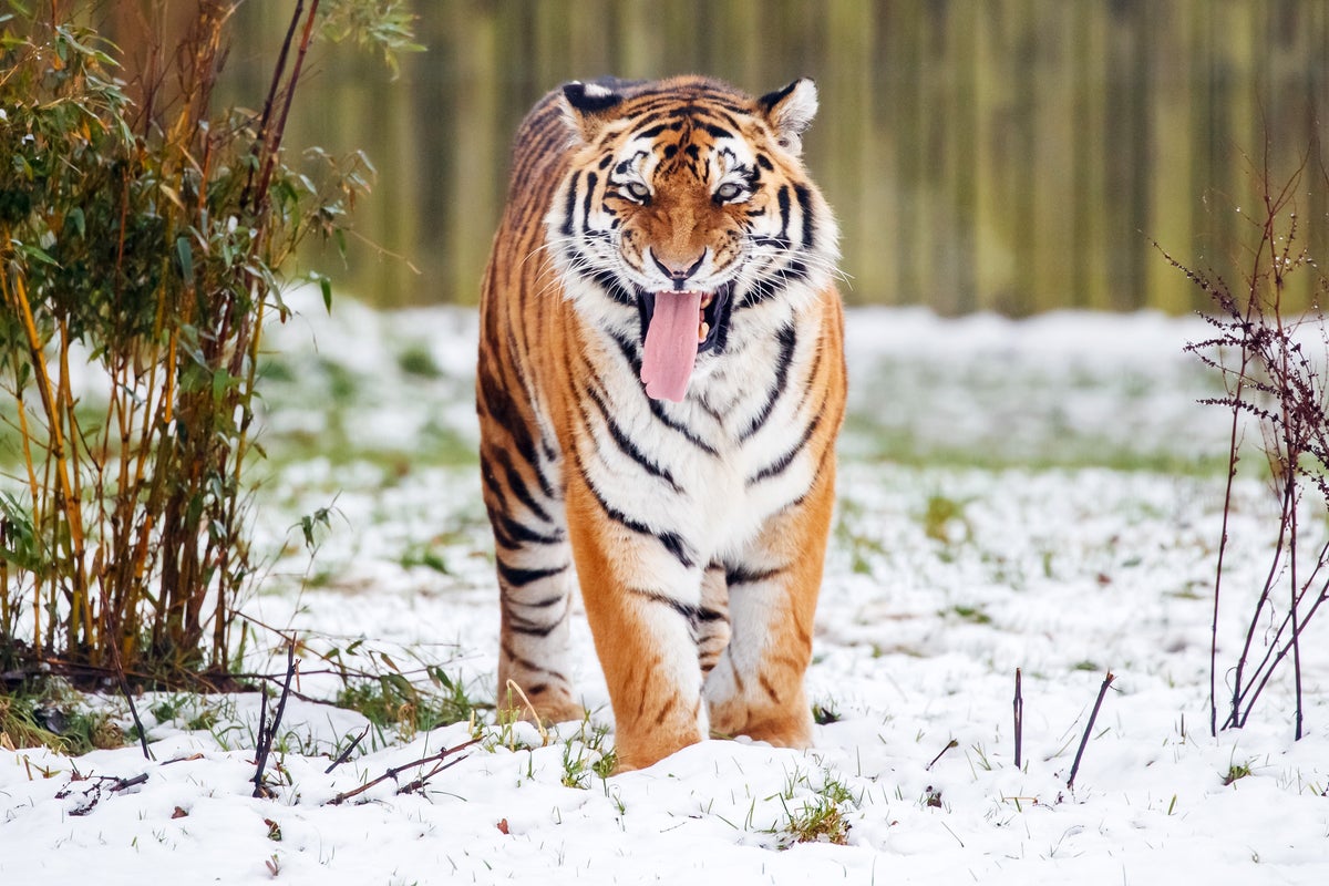 What happened in the Yorkshire tiger attack?