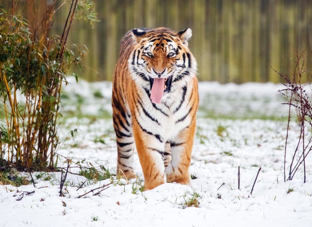 The incident took place inside the Amur tiger enclosure at the park