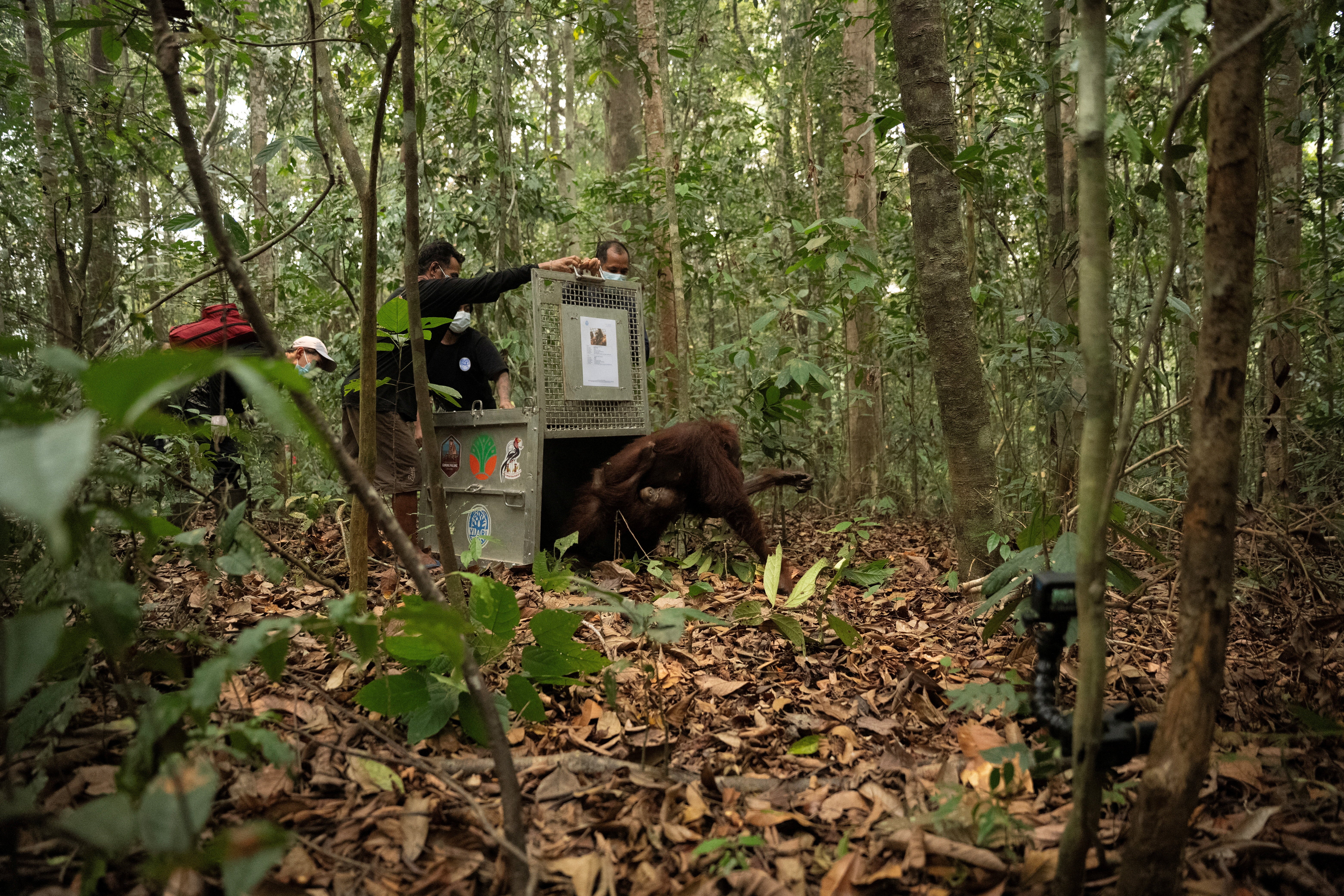 Mama Novi and her baby Novi, who were rescued from an area affected by wildfires, leave a cage as they are translocated to Batu Nyambu protected forest area, in Ketapang regency, West Kalimantan province, Indonesia