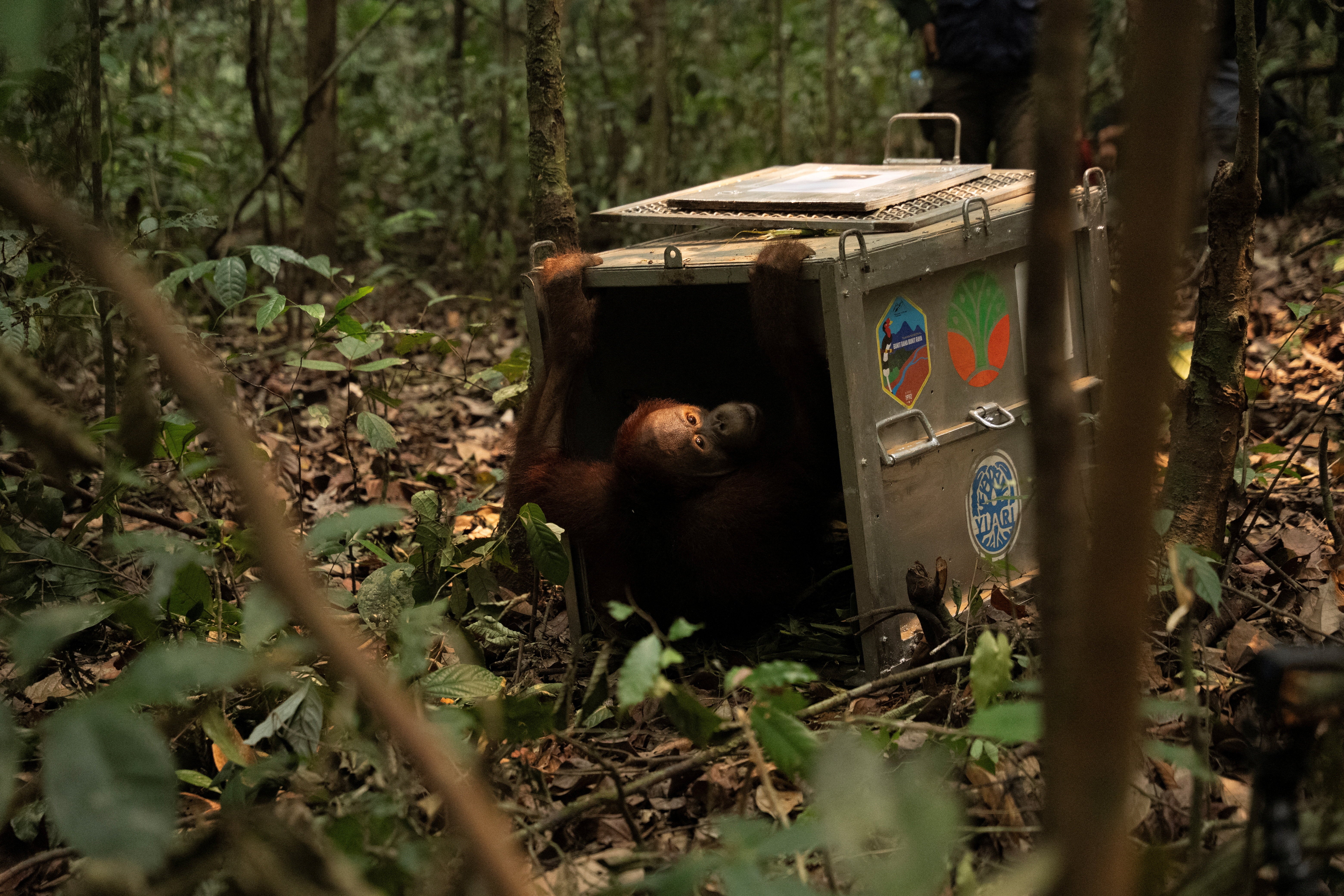 A Borneo orangutan (Pongo pygmaeus) named Novan, who was rescued from an area affected by wildfires, looks on from a cage during translocation at Batu Nyambu protected forest area in Ketapang regency, West Kalimantan province, Indonesia