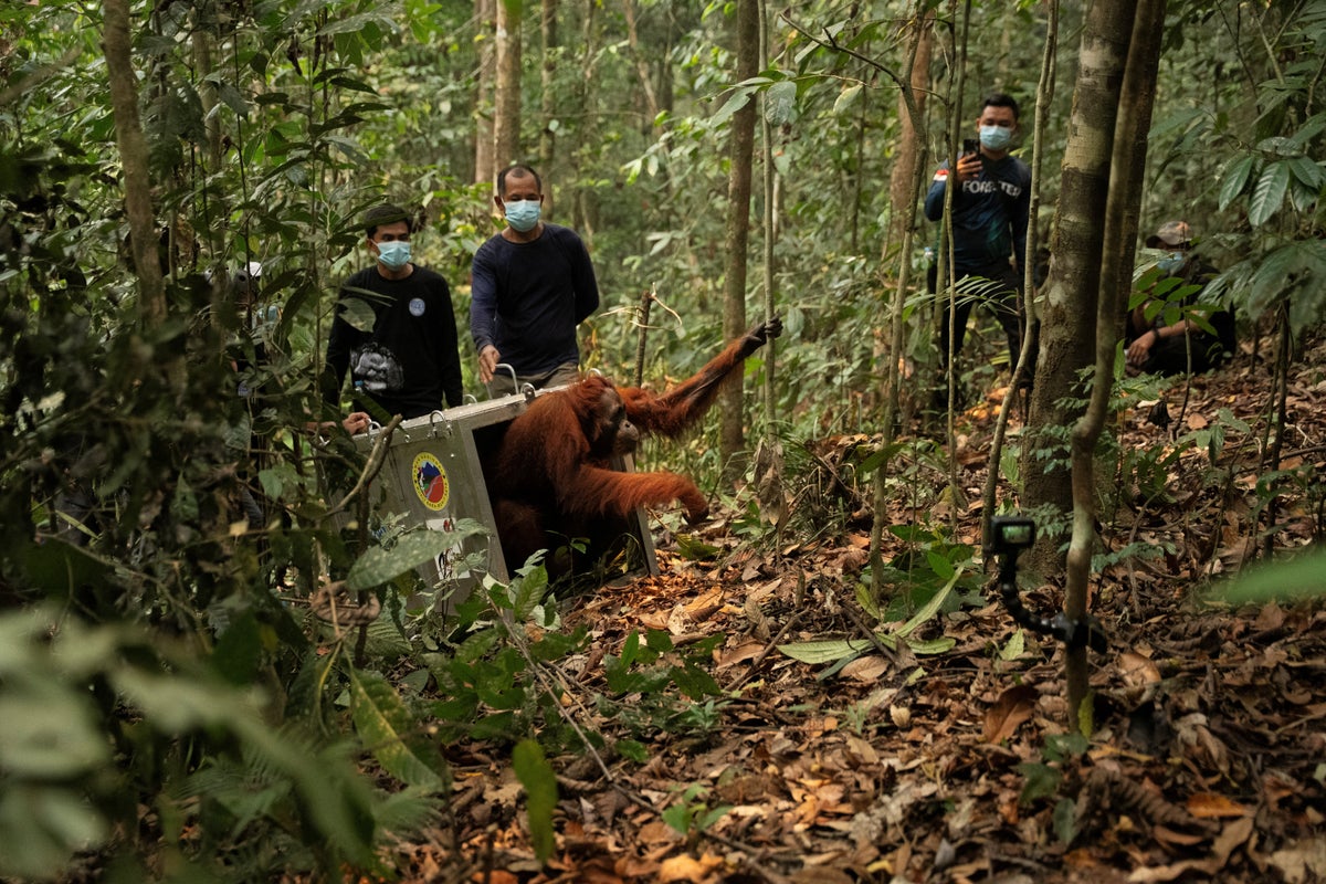 Eight Borneo orangutans freed back into the wild after devastating wild fires 