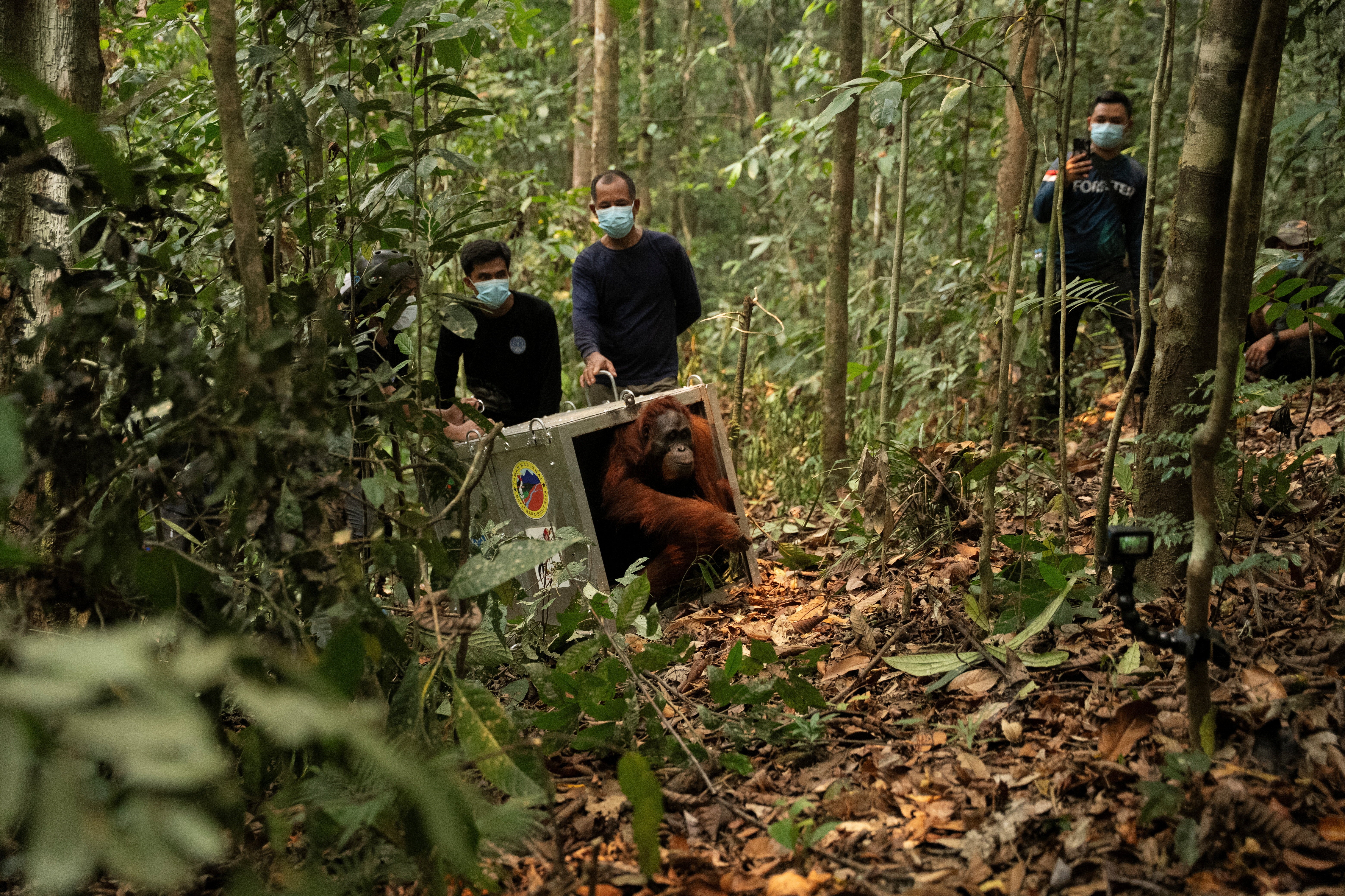 A Borneo orangutan (Pongo pygmaeus) named Mama Lifa, along with her baby Lifa (unseen), who were rescued from an area affected by wildfires, leave the cage during translocation at Batu Nyambu protected forest area in Ketapang regency, West Kalimantan province, Indonesia