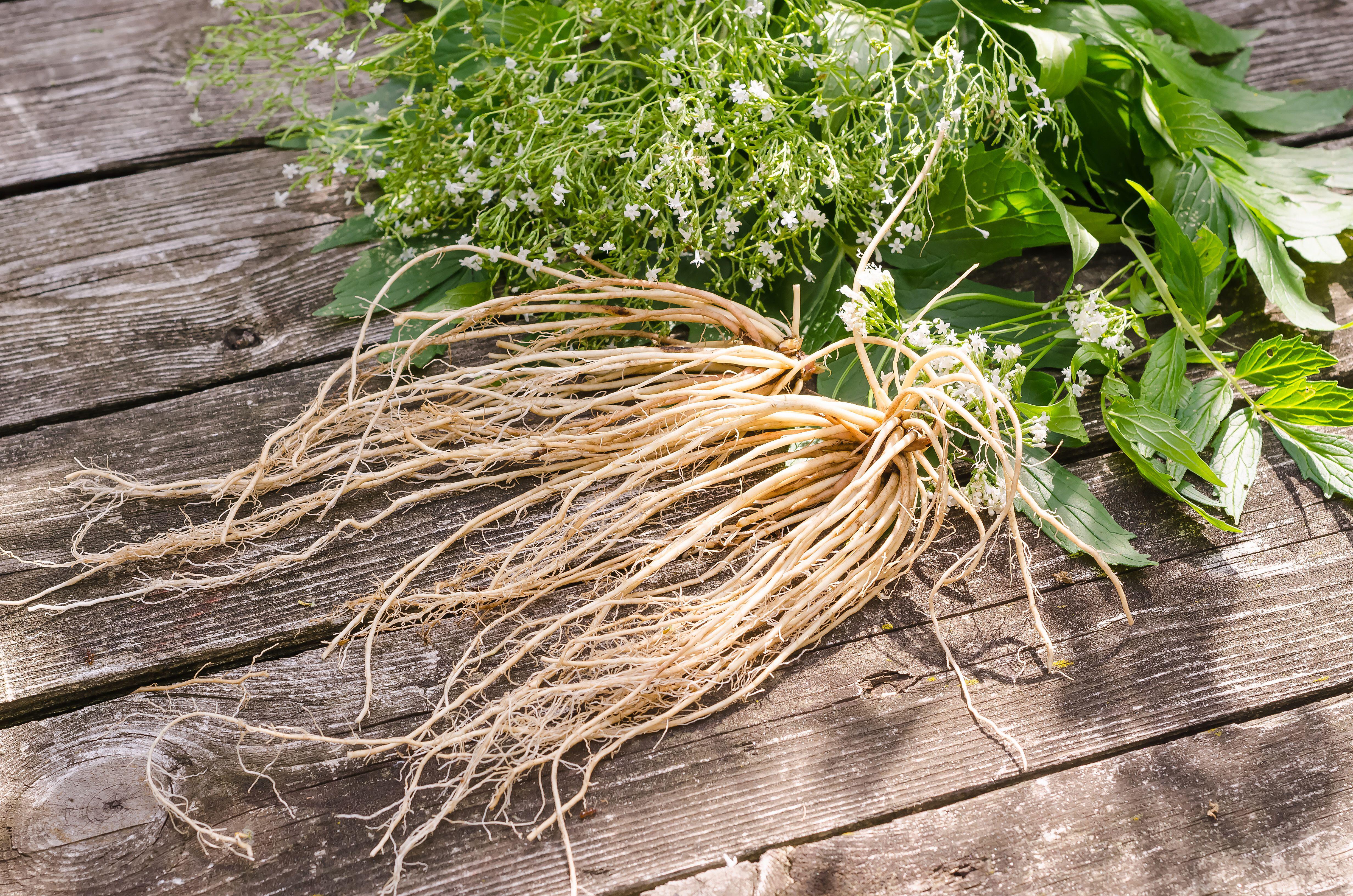 Valerian roots (Alamy/PA)