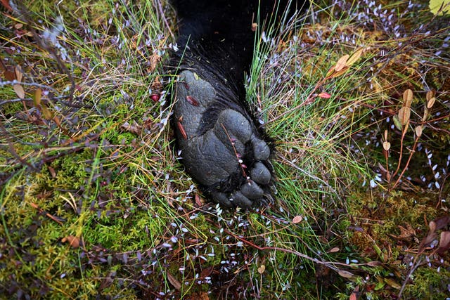 The hind paw of a bear shot by hunters outside the settlement of Podtesovo, located on the banks of the Yenisei River amid the Siberian taiga.