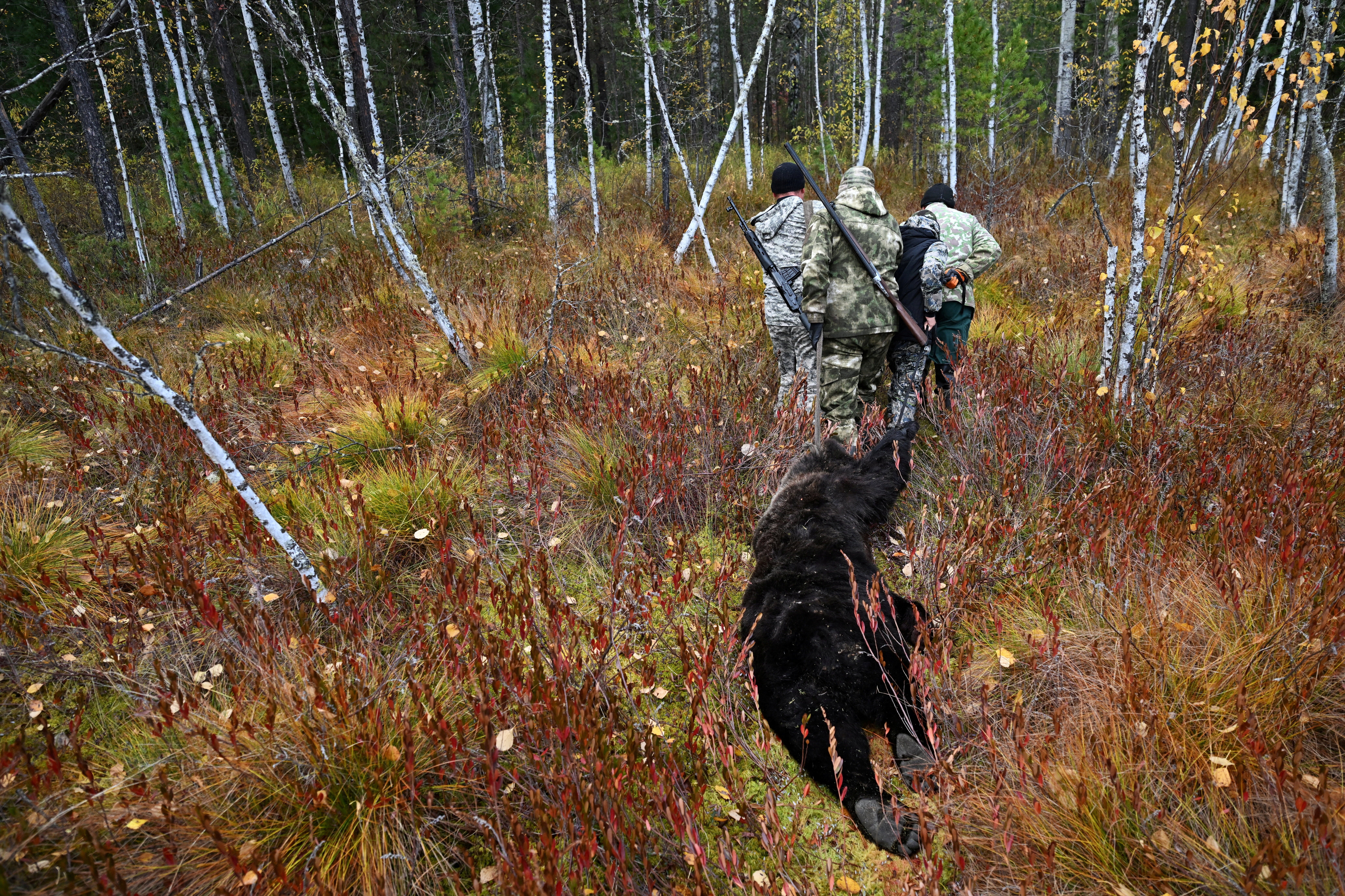 Siberian ‘man eating’ bear attack surge prompts population warning