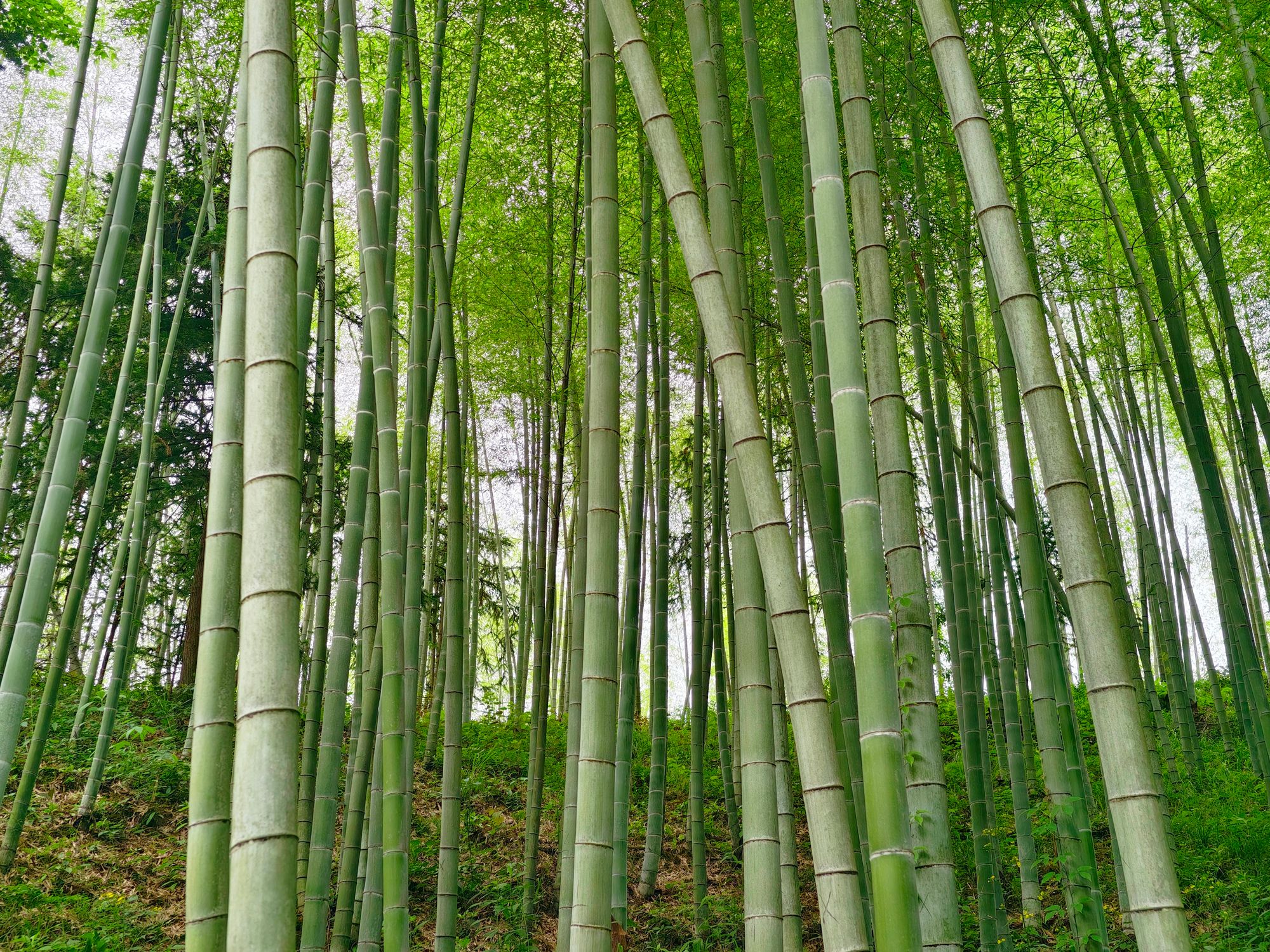Bamboo takes root as plastic alternative | The Independent