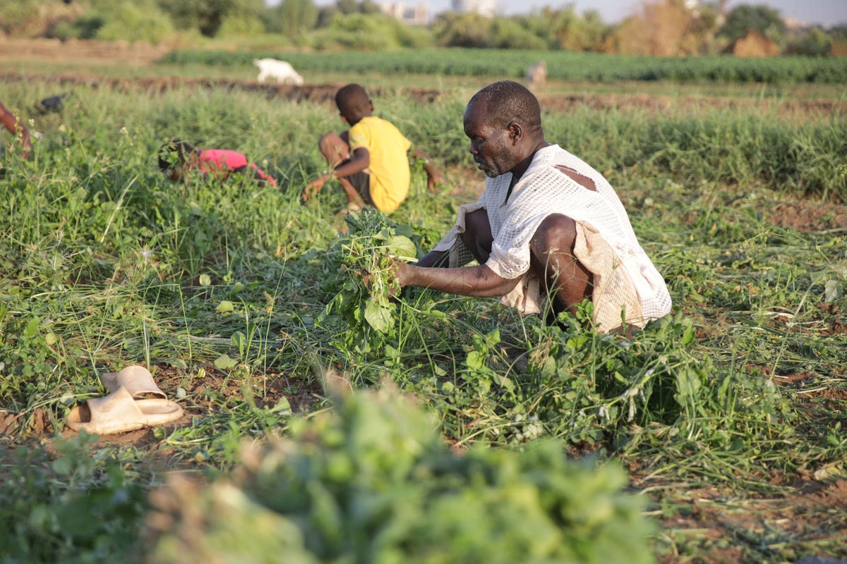 Sudan's famine risk worsened by conflict, draught and funding shortages, report says