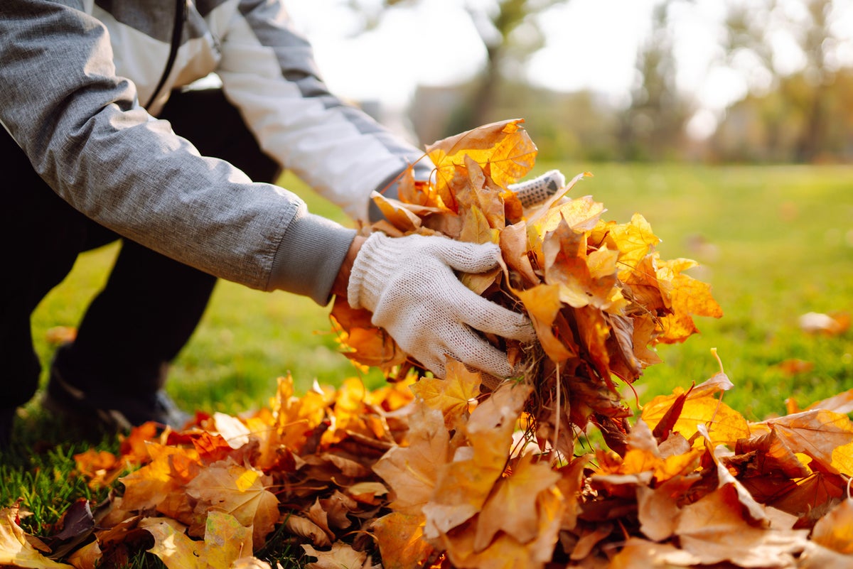 Homeowners urged to ‘move, don’t remove’ when it comes to fall yard care - and it could save you cash