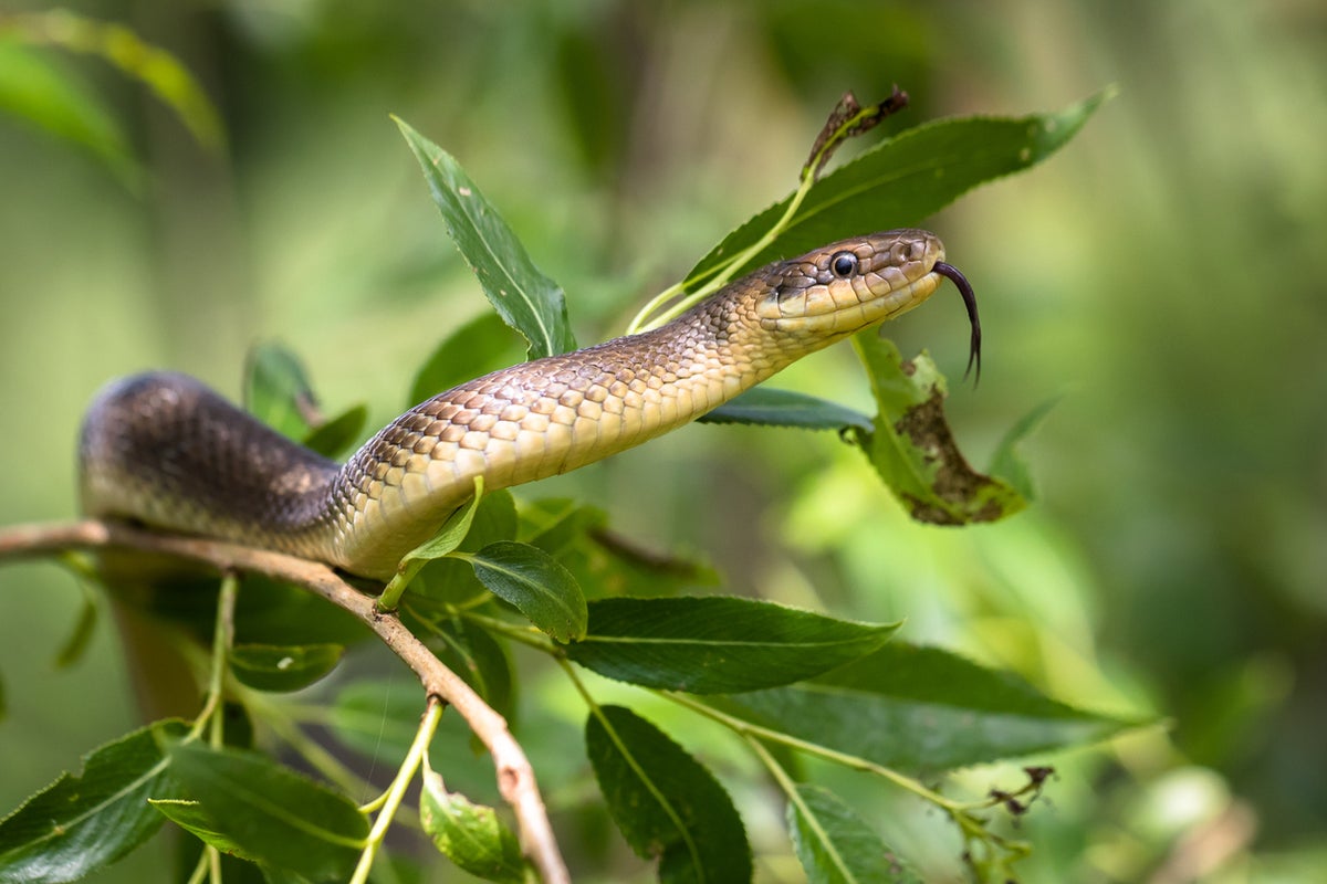 New global data reveals snakebites are a far bigger problem than originally thought