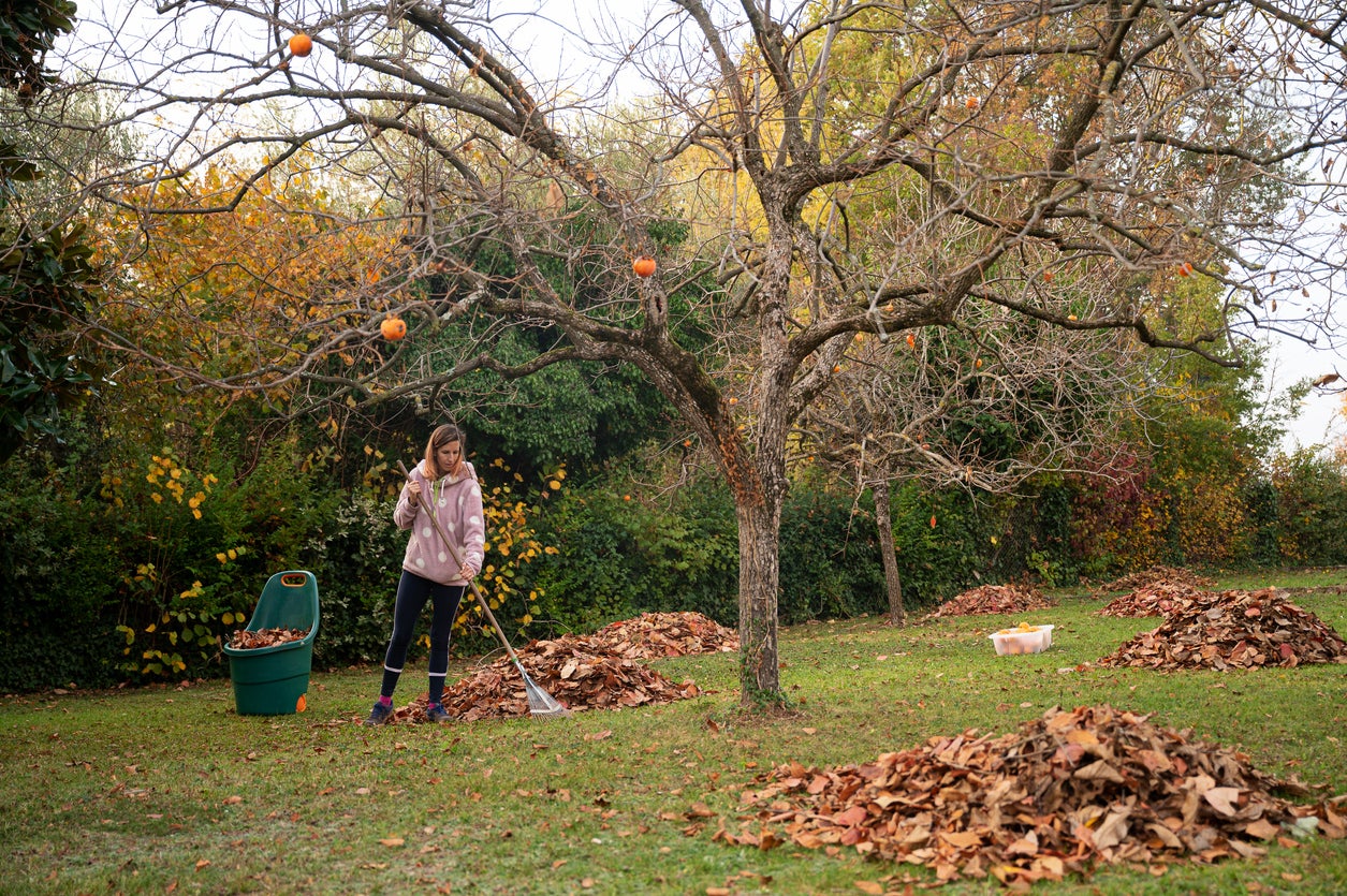 In addition to being a shelter, fallen leaves are an evolved biological mechanism for nutrient cycling