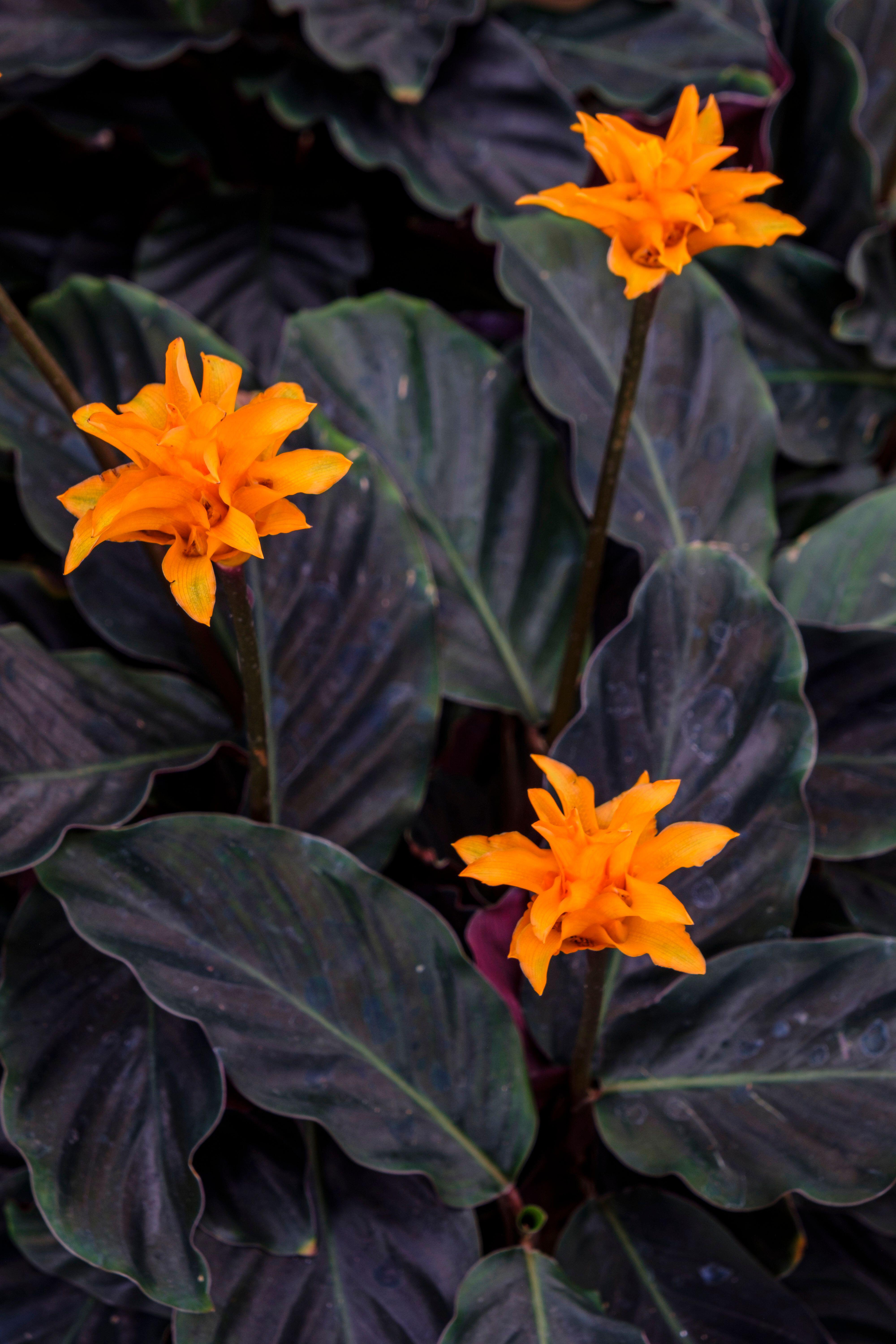Calathea crocata in flower (Alamy/PA)