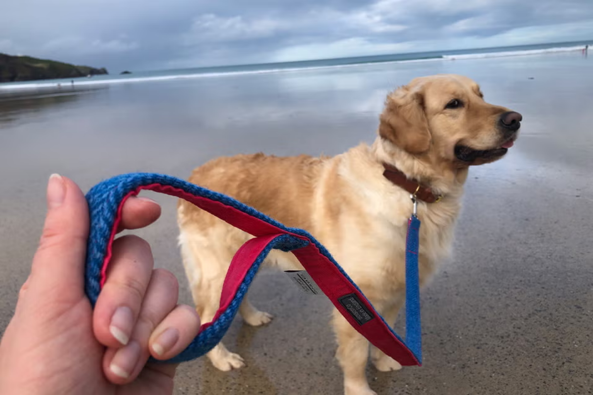Best dog leads 2026, tested on walks with an energetic golden retriever