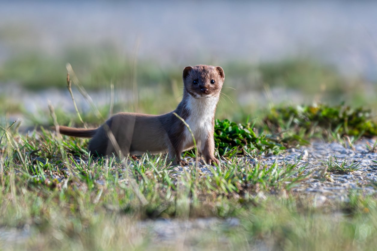 Elusive stoat finally captured on remote Rousay island after months ...